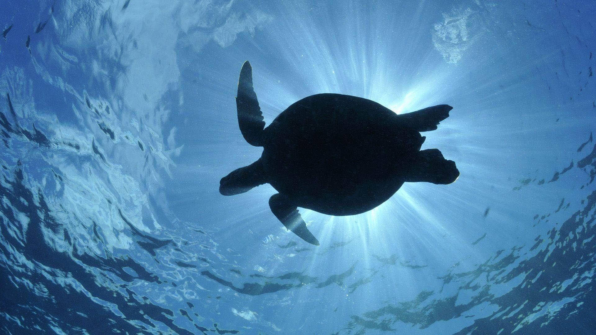 Turtle 桌布 壁紙 — 一隻海龜在水下優雅地滑行，陽光從上方照射下來，照亮了波光粼粼的藍色海面。