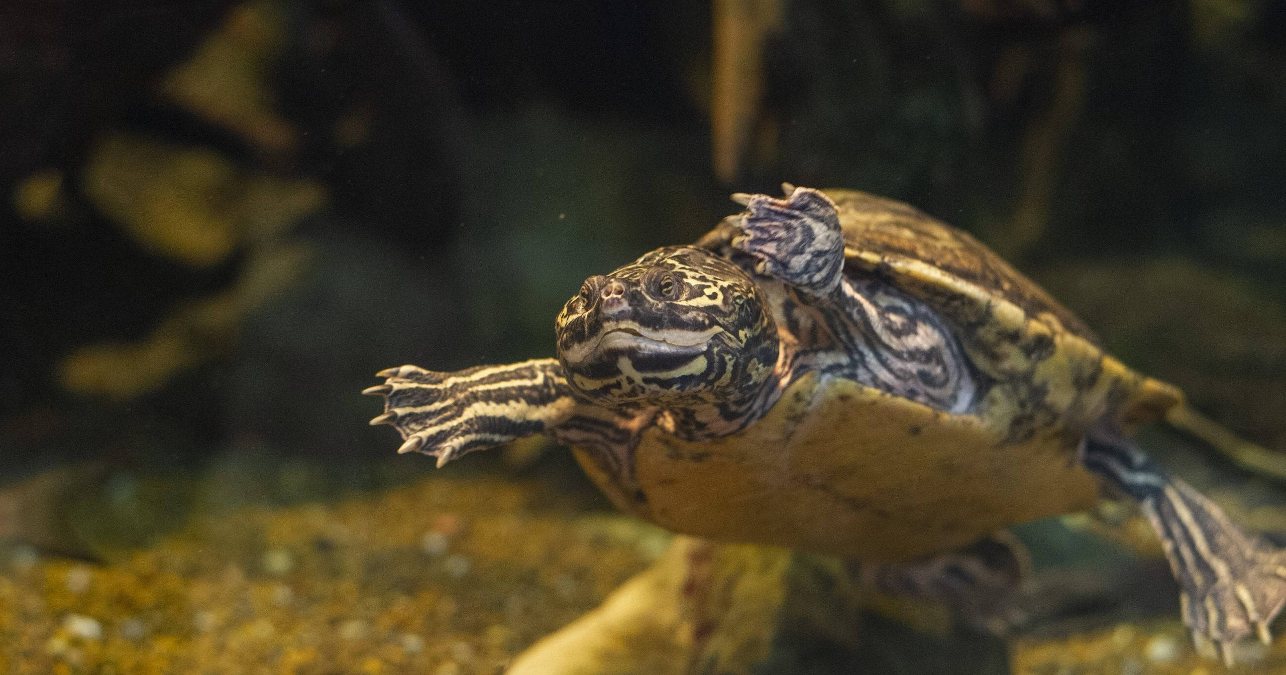 Turtle 桌布 壁紙 — 一隻海龜在水底優雅地游泳，有圖案的龜殼和伸展的四肢的特寫。