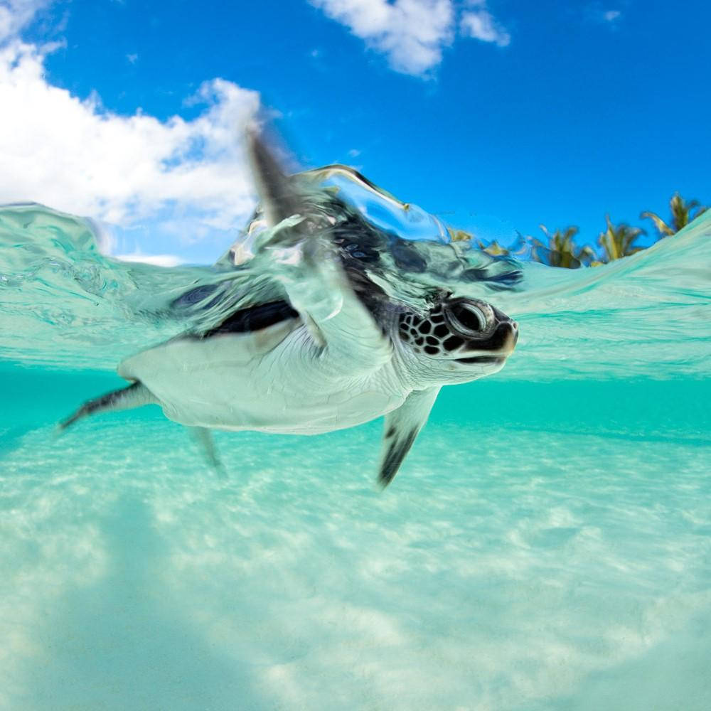 Turtle 桌布 壁紙 — 一隻海龜在水底優雅地滑行，碧藍的天空和白雲在藍綠色的水面上清晰可見。