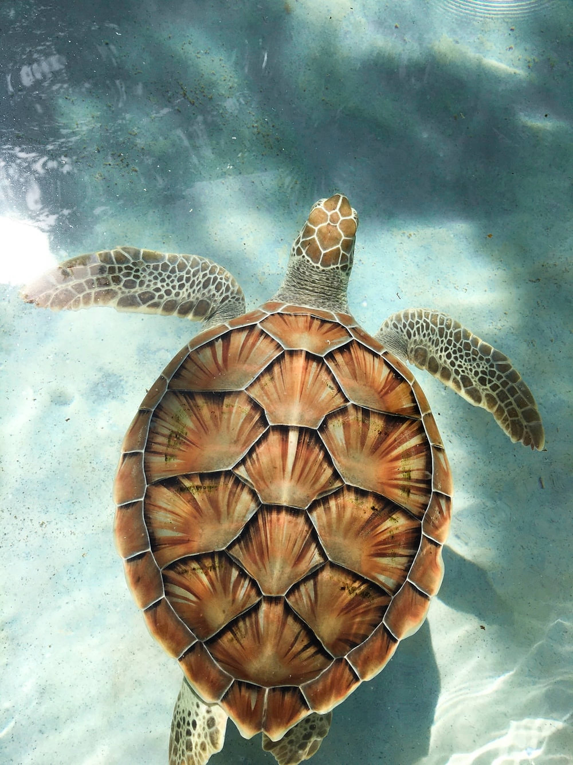 Turtle 桌布 壁紙 — 一隻海龜在水底優雅地滑行，陽光透過上方清澈的藍色海水照射下來。