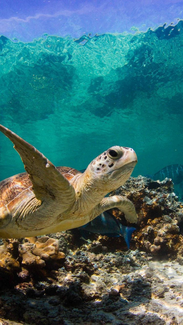 Sea Turtle iPhone 桌布 壁紙 — 一隻海龜在水晶般清澈的碧綠海水下，優雅地滑過色彩繽紛的珊瑚礁。