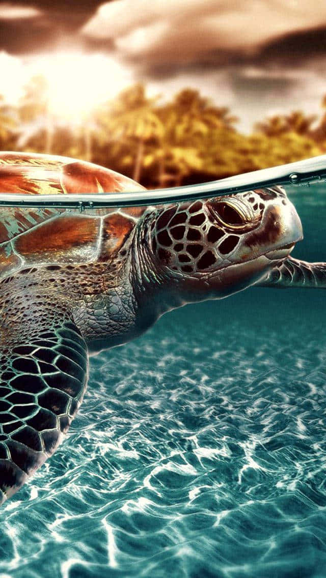 sea turtle 桌布 壁紙 — 一隻海龜在水面上優雅地滑行，背後是熱帶島嶼和金色的日落。