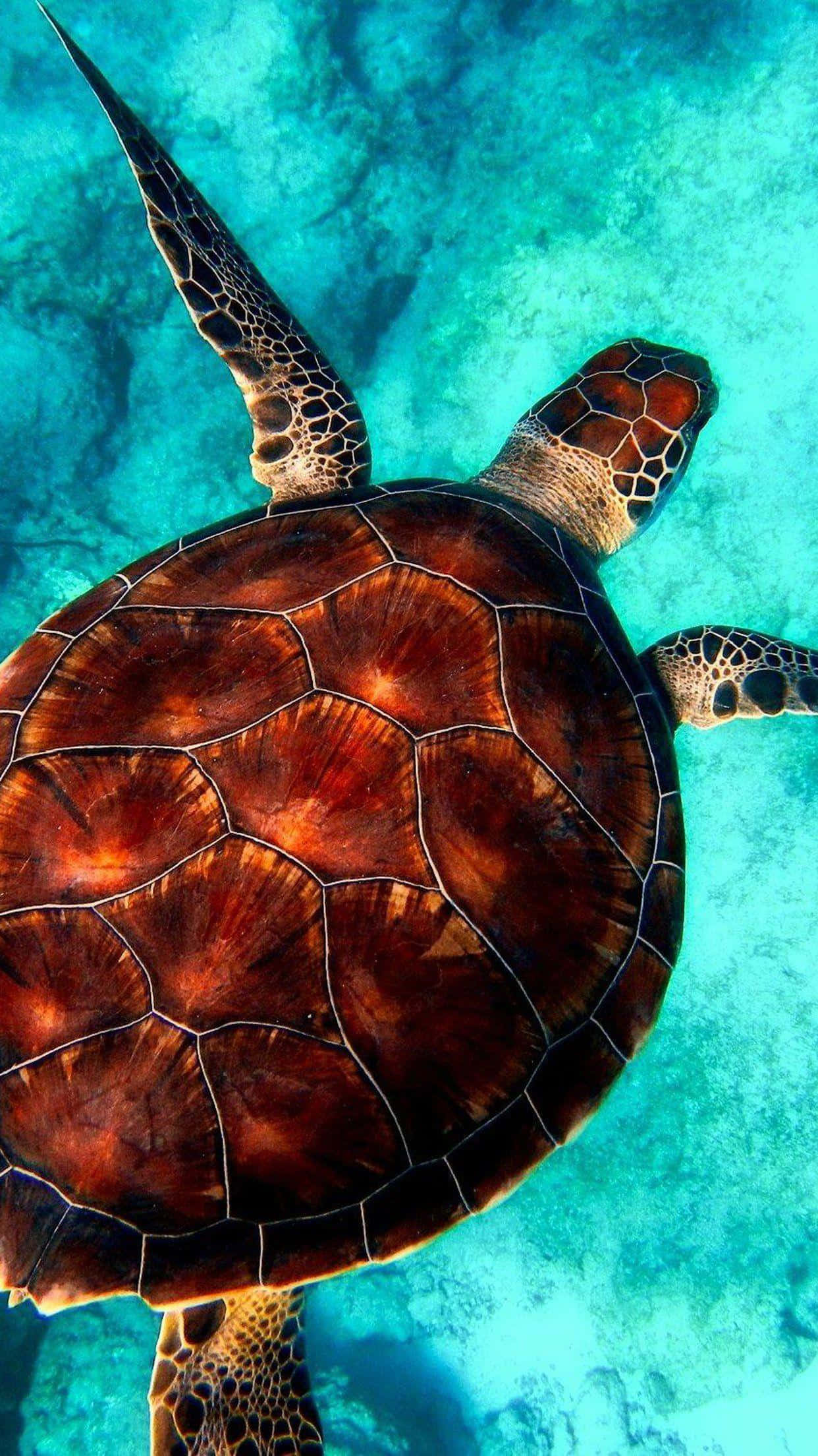 Turtle iPhone HD 桌布 壁紙 — 一隻海龜在沙質海底上方晶瑩剔透的碧綠海水中優雅地滑行。