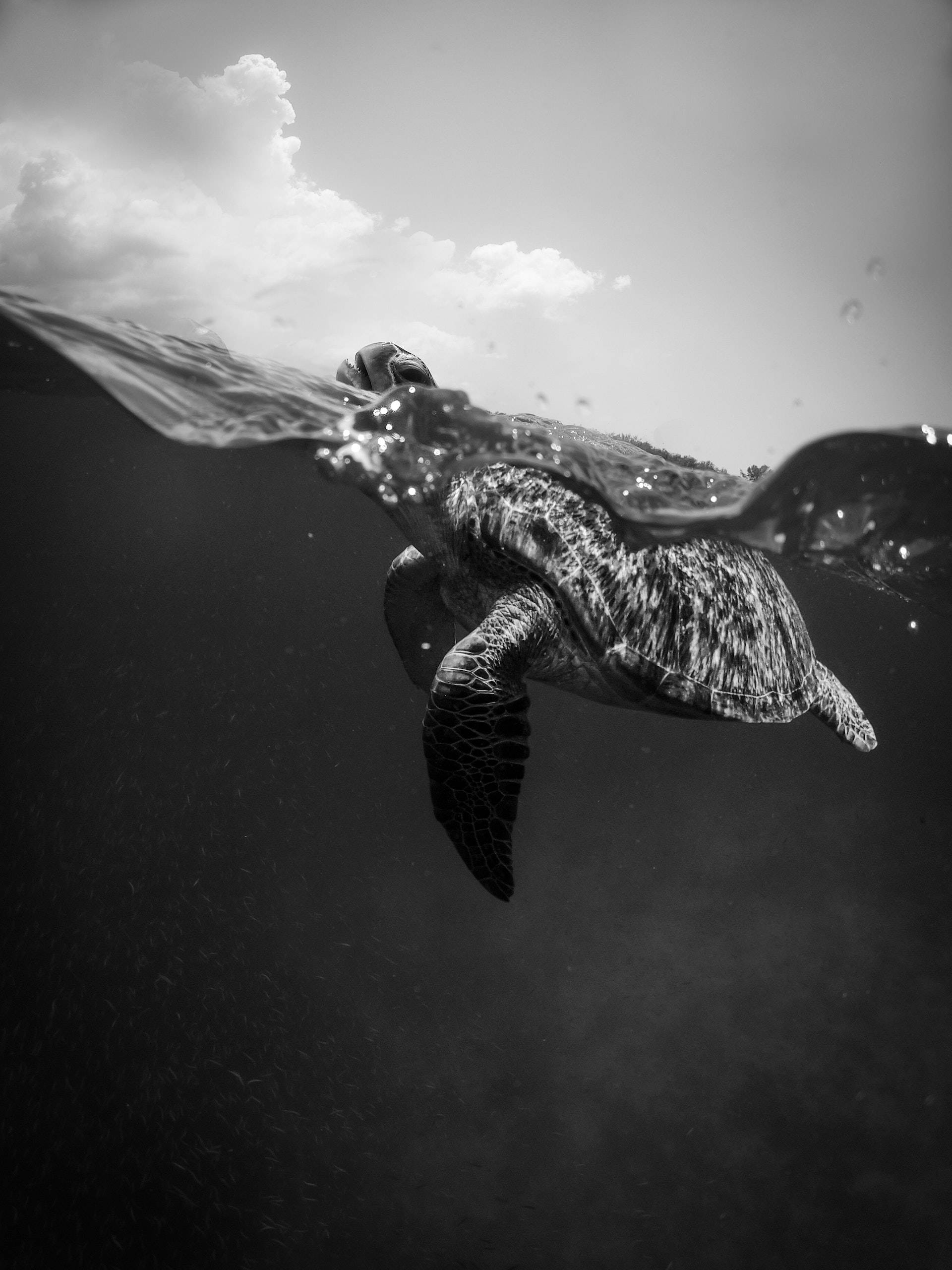 Turtle 桌布 壁紙 — 一隻海龜在波光粼粼的水面下優雅地滑行，頭部露出漣漪波浪之上，形成一幅引人注目的黑白照片。