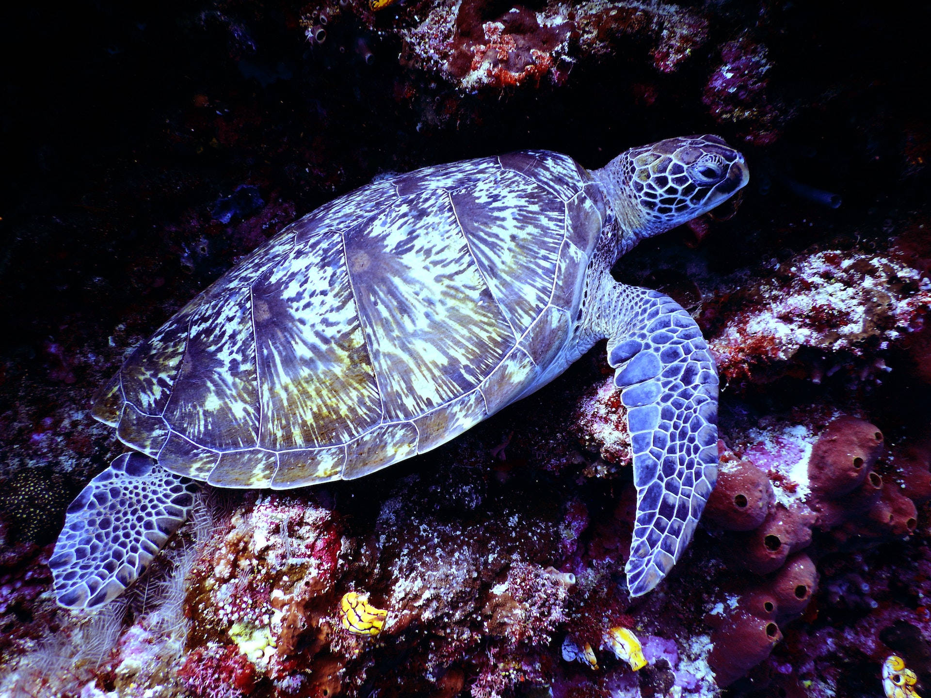 Turtle 桌布 壁紙 — 一隻海龜在深海光芒下閃耀的 vibrant 珊瑚礁上優雅滑行。