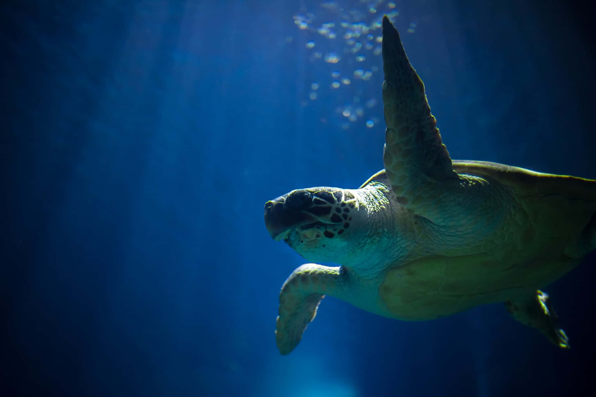 sea turtle 桌布 壁紙 — 一隻海龜在深藍色的海水中優雅地滑行，陽光從上方穿透而下。
