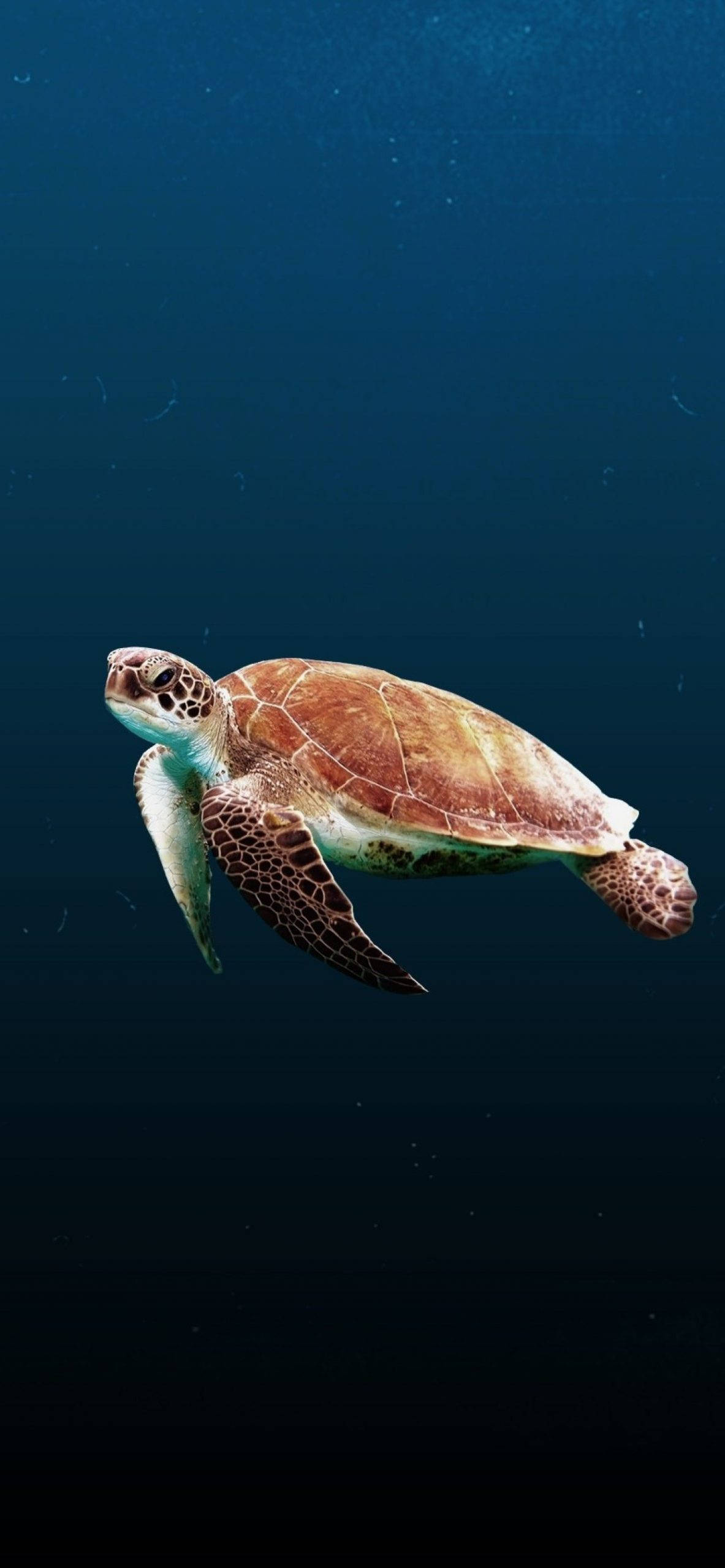 Marine 桌布 壁紙 — 一隻海龜在深藍色的海水中優雅地滑行，陽光從上方穿透而下。
