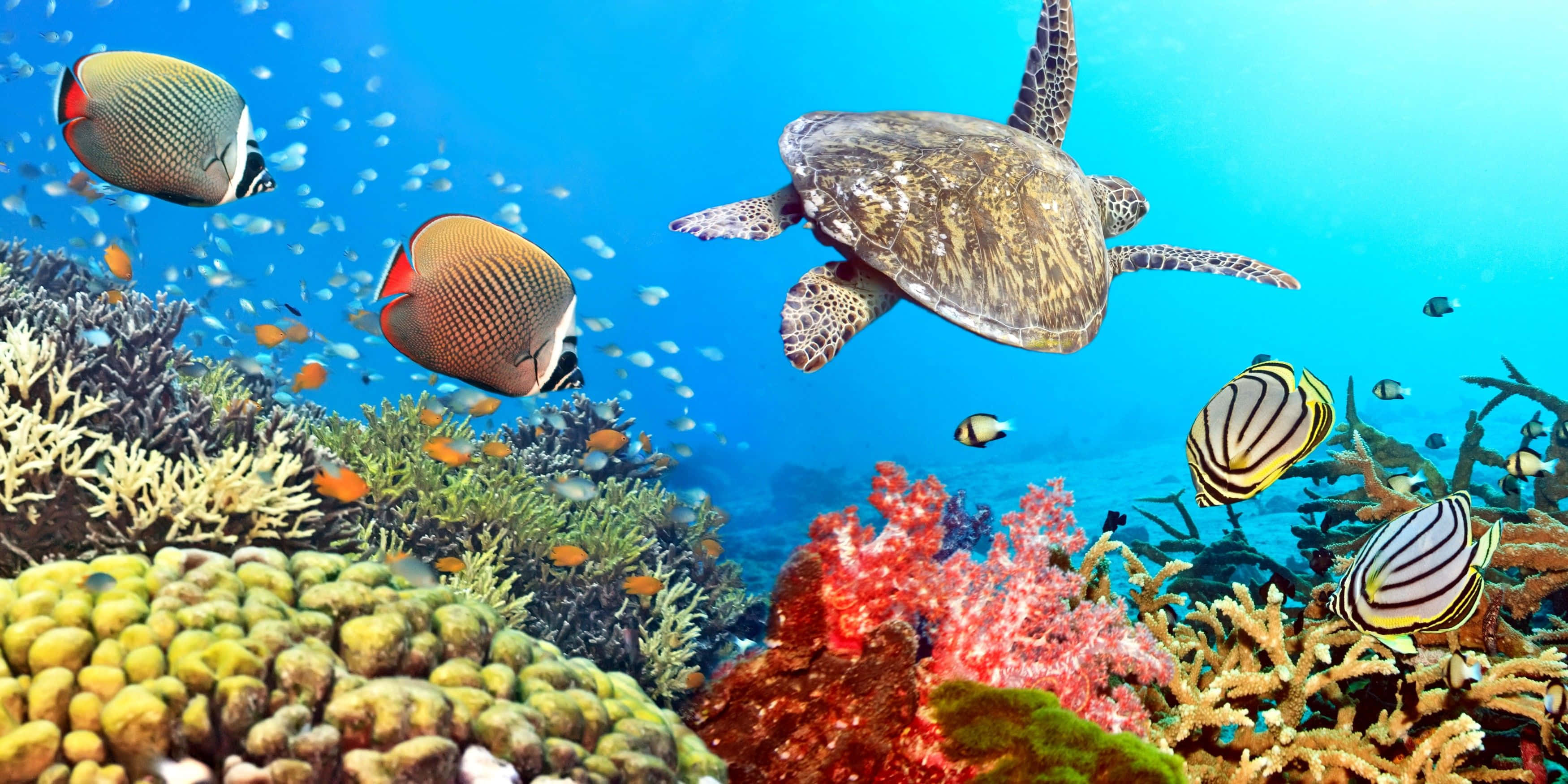 coral 桌布 壁紙 — 一隻海龜在清澈湛藍的海水下，優雅地滑過充滿色彩繽紛熱帶魚的 vibrant 珊瑚礁。