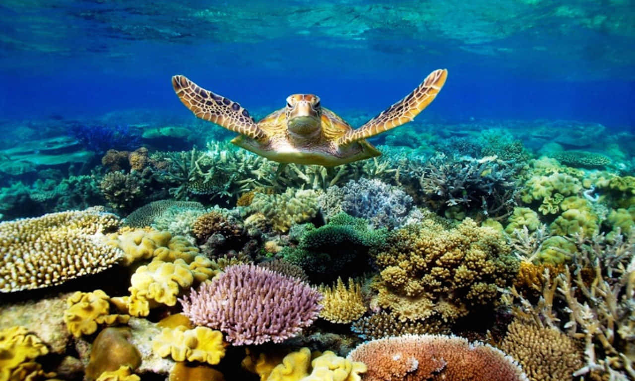 Turtle 桌布 壁紙 — 一隻海龜在清澈湛藍的海水下，優雅地滑過充滿色彩繽紛海洋生物的 vibrant 珊瑚礁。