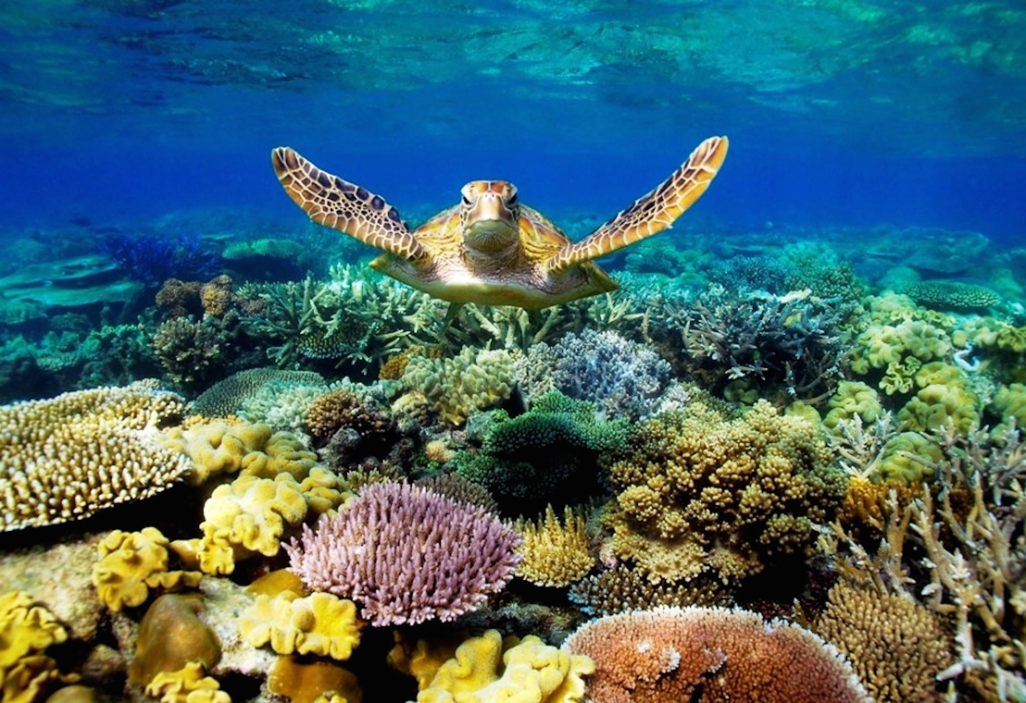 Turtle 桌布 壁紙 — 一隻海龜在清澈湛藍的海水下，優雅地滑翔在充滿色彩繽紛海洋生物的 vibrant 珊瑚礁之上。