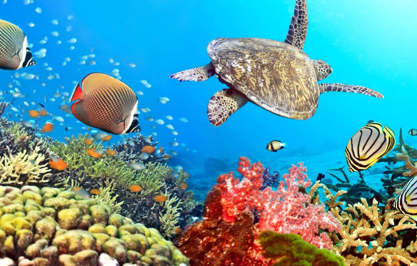 Underwater Ocean 桌布 壁紙 — 一隻海龜在清澈湛藍的海水中，優雅地滑過一個充滿色彩繽紛的熱帶魚的 vibrant 珊瑚礁。
