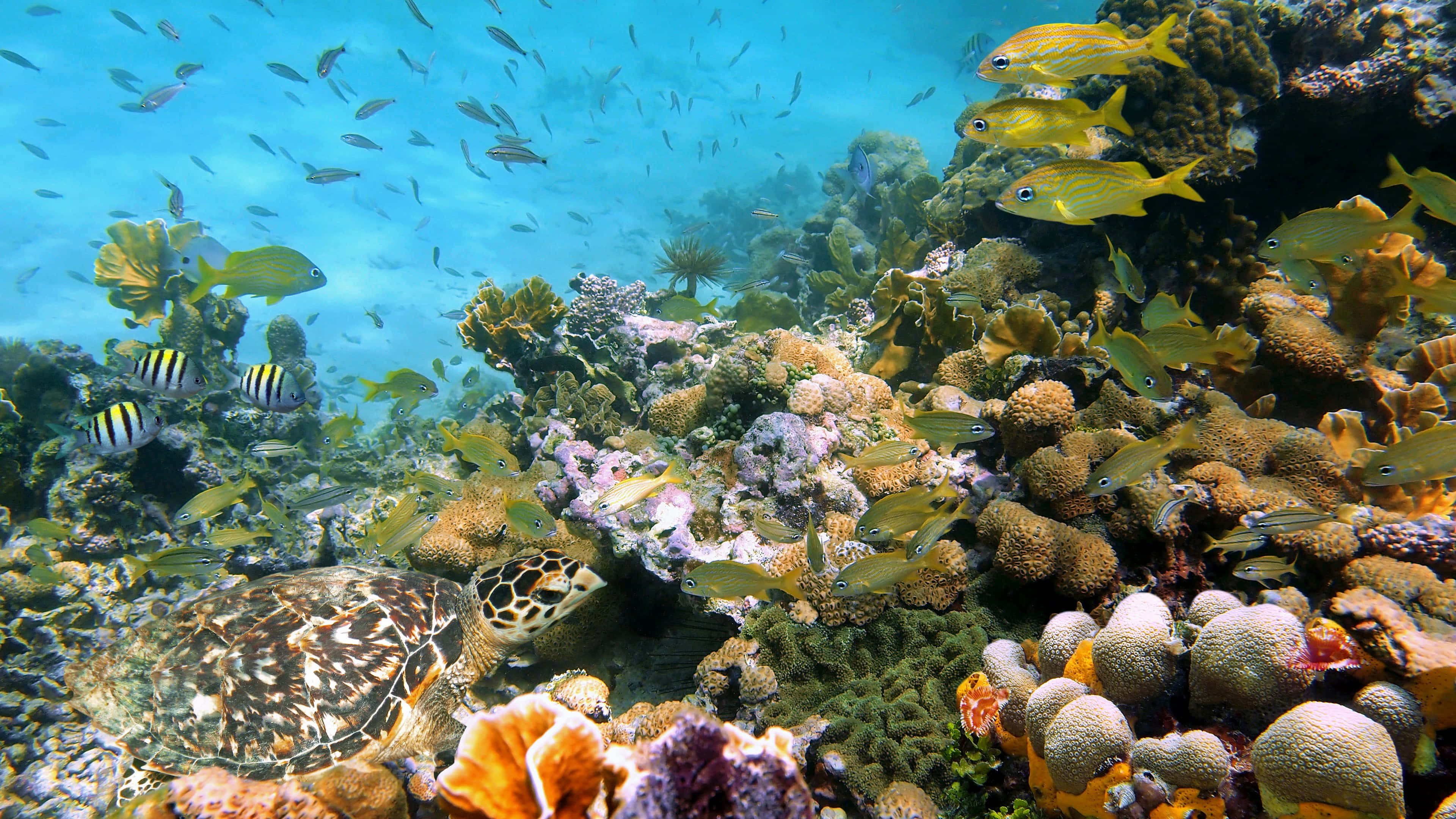 Coral Reef 桌布 壁紙 — 一隻海龜在清澈湛藍的海水中，優雅地滑行於充滿色彩繽紛熱帶魚的 vibrant 珊瑚礁之間。
