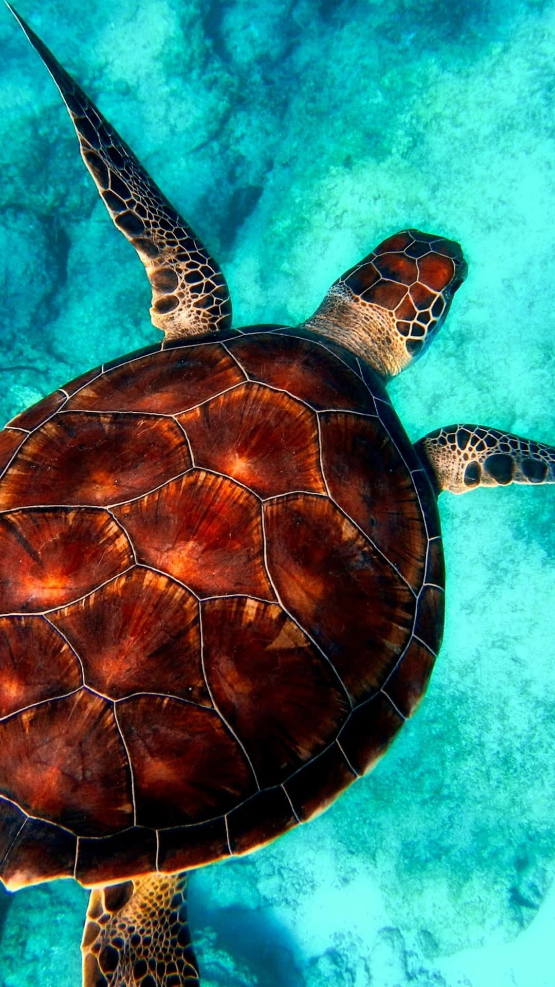 Animals iPhone 桌布 壁紙 — 一隻海龜在清澈的碧綠海水上方優雅地滑過沙質海底。
