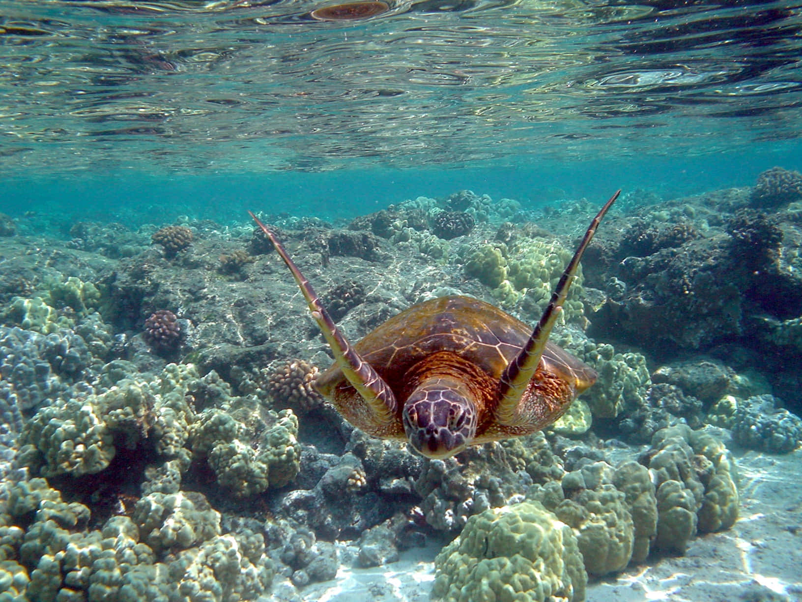 Turtle 桌布 壁紙 — 一隻海龜在清澈的碧綠海水下，優雅地滑過陽光照耀的珊瑚礁。