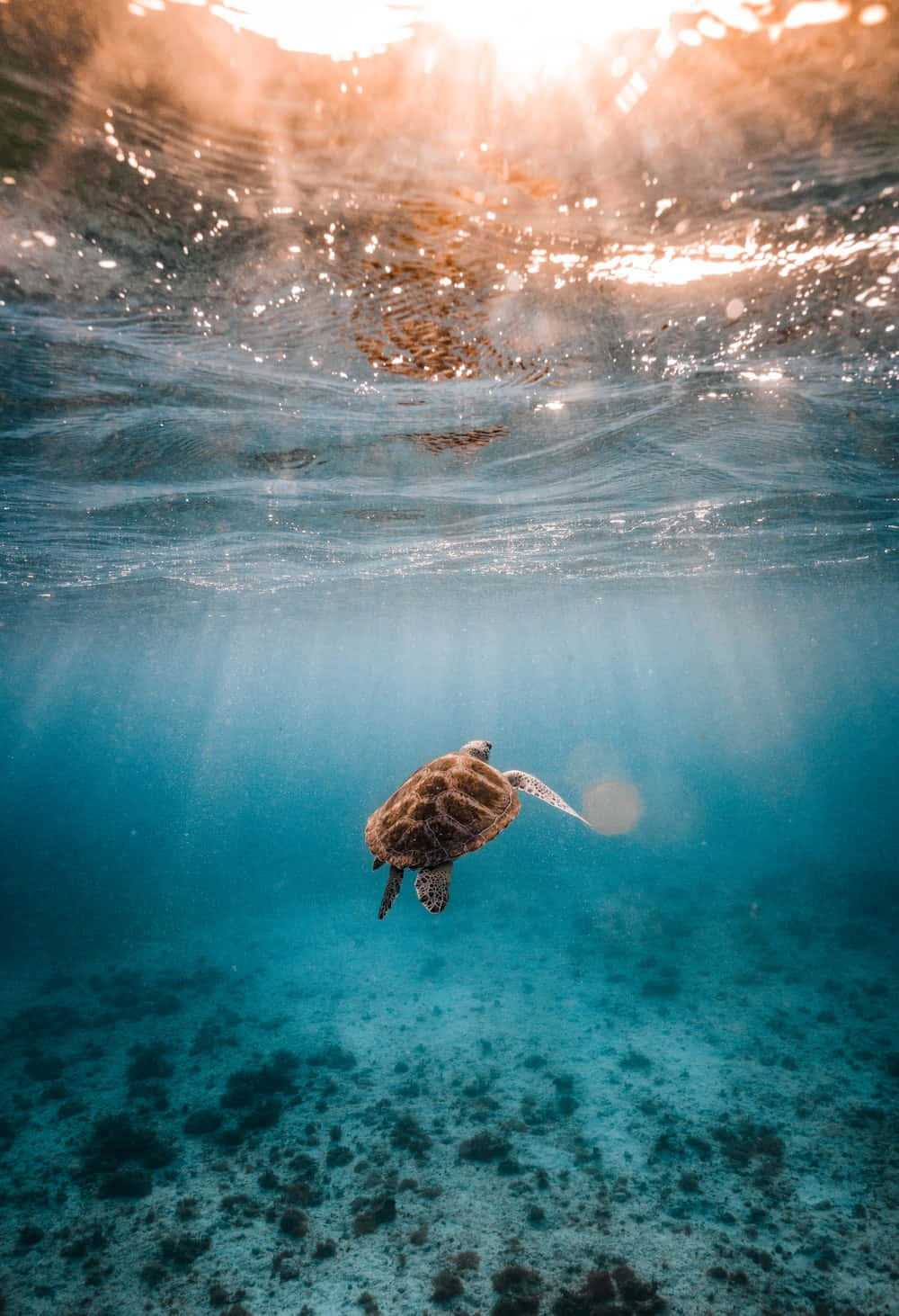 sea turtle 桌布 壁紙 — 一隻海龜在清澈的碧綠海水中優雅地滑行，金色的陽光穿透上方的水面。
