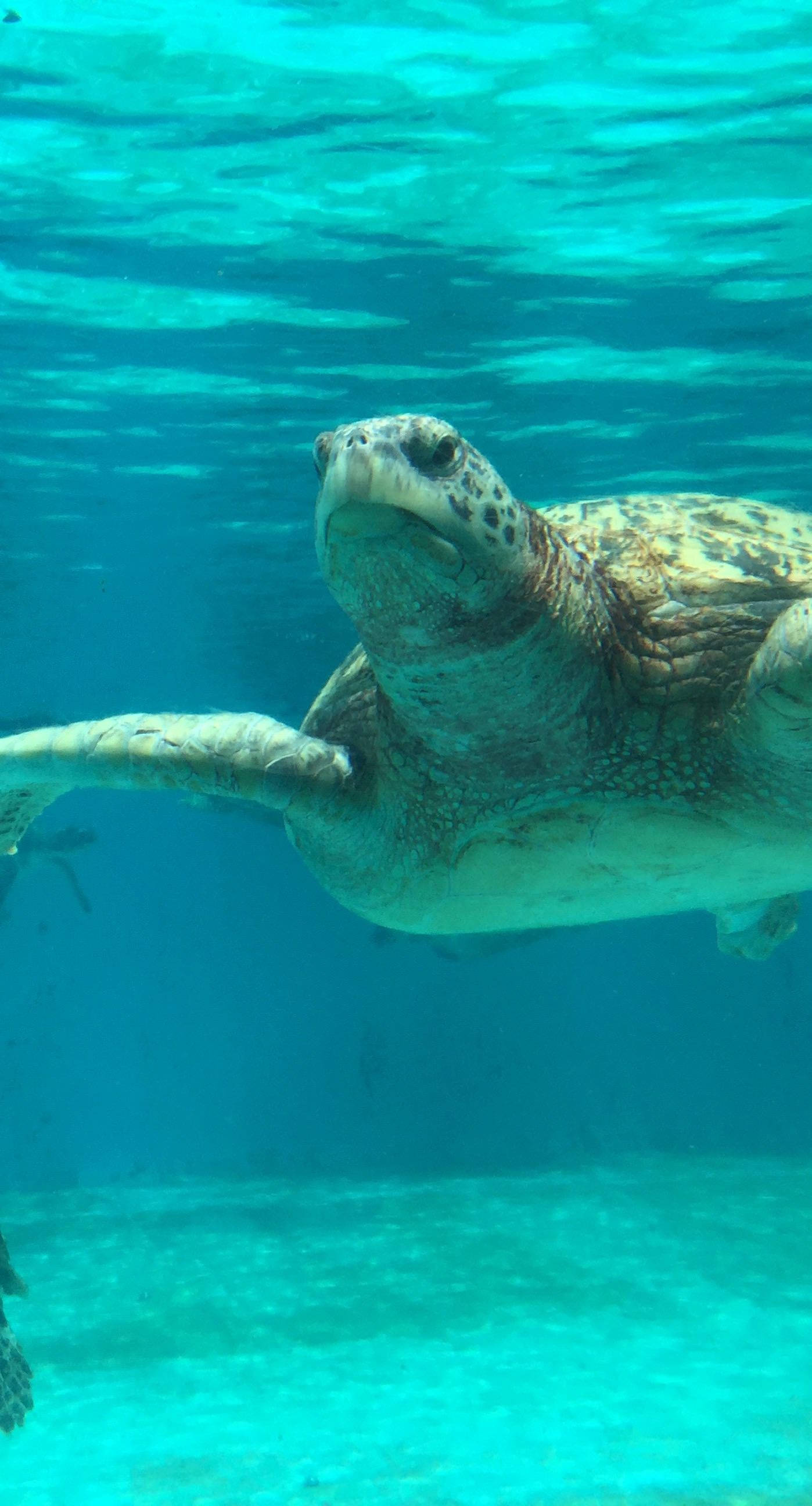 Sea Turtle iPhone 桌布 壁紙 — 一隻海龜在清澈的碧綠海水中優雅地滑行，陽光從上方穿透水面。
