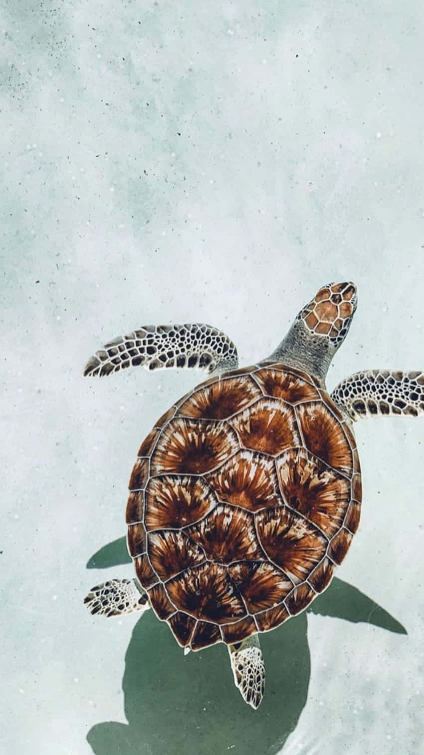 sea turtle 桌布 壁紙 — 一隻海龜在清澈的碧綠海水中優雅地游動，龜殼上有精細的花紋，下方有柔和的陰影。