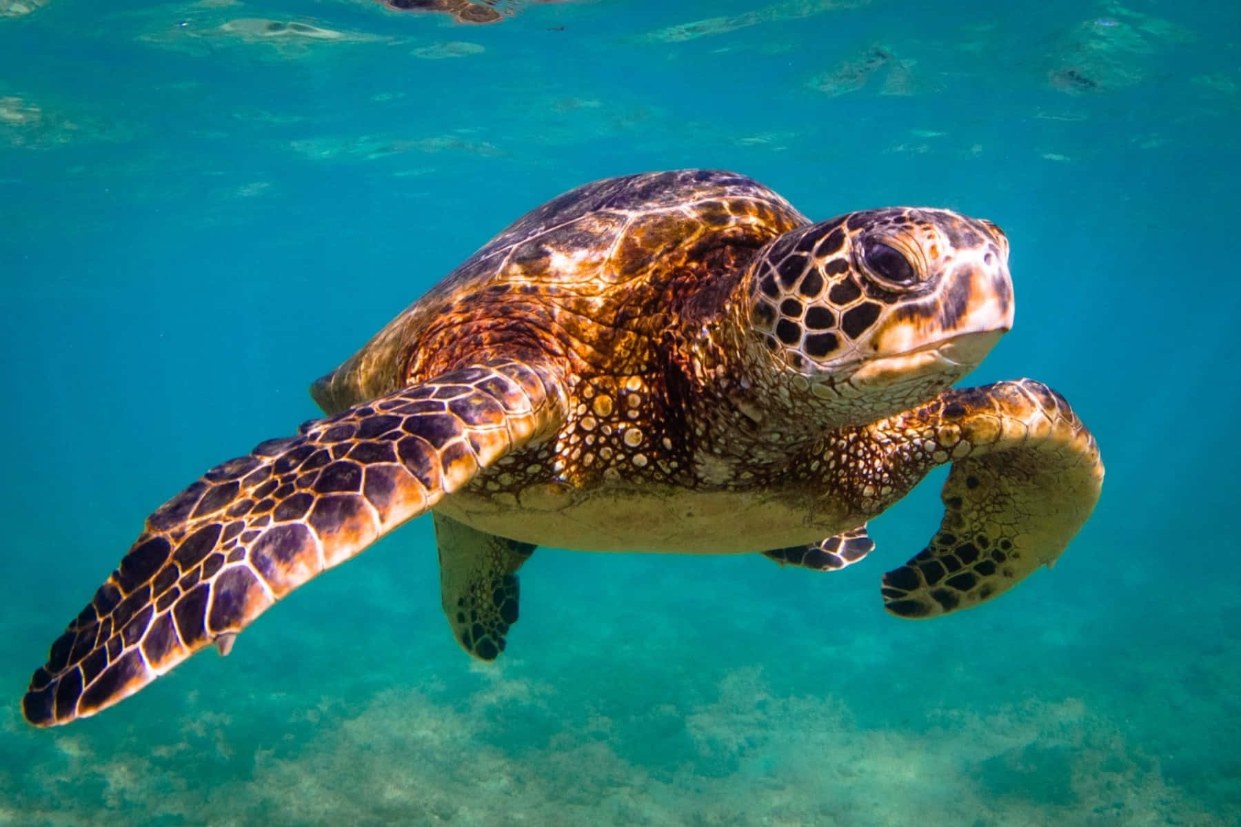 sea turtle 桌布 壁紙 — 一隻海龜在清澈的藍綠色海水裏優雅地滑行，陽光從上方穿透水面的特寫。