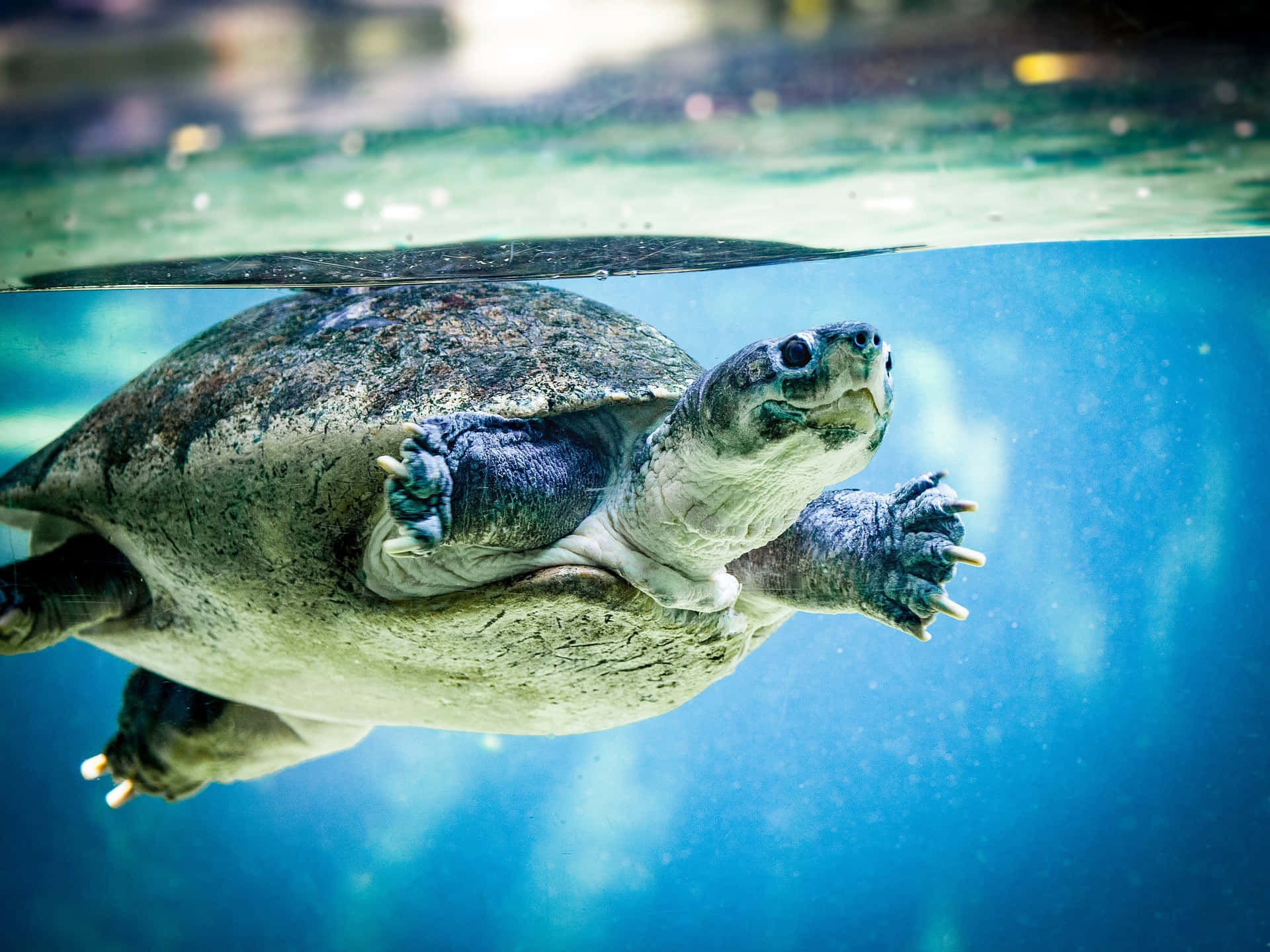 動物 桌布 壁紙 — 一隻海龜在清澈的藍色水中優雅地游泳，頭部和前鰭露出水面。