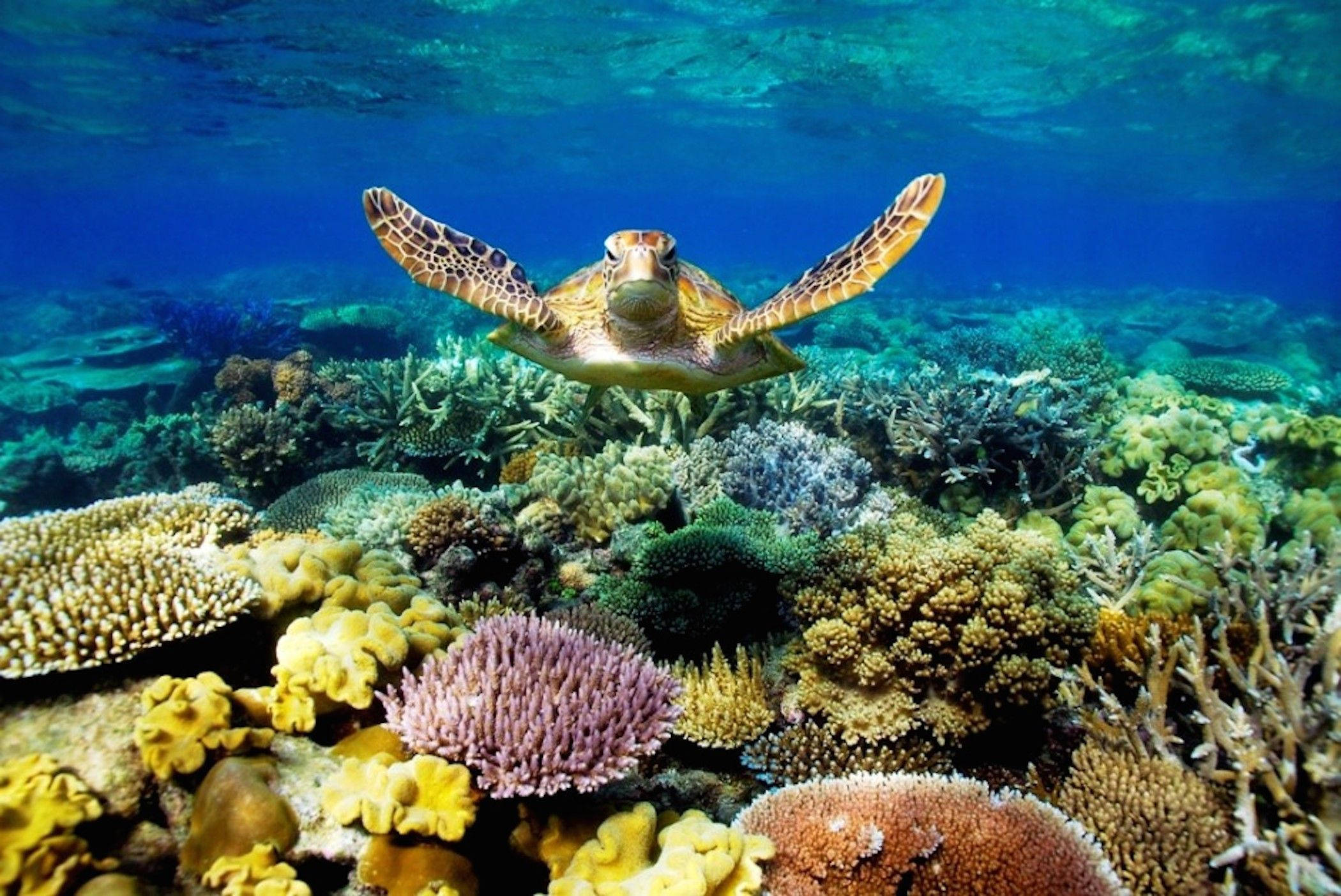 Turtle 桌布 壁紙 — 一隻海龜在清澈的藍色海水下，優雅地滑翔在充滿色彩繽紛海洋生物的 vibrant 珊瑚礁之上。