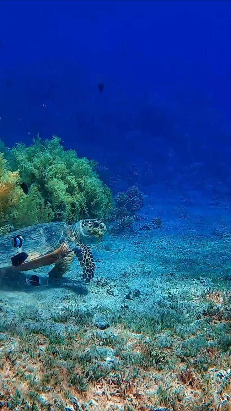 海洋 桌布 壁紙 — 一隻海龜在清澈的藍色海水下優雅地滑過充滿活力的珊瑚礁。