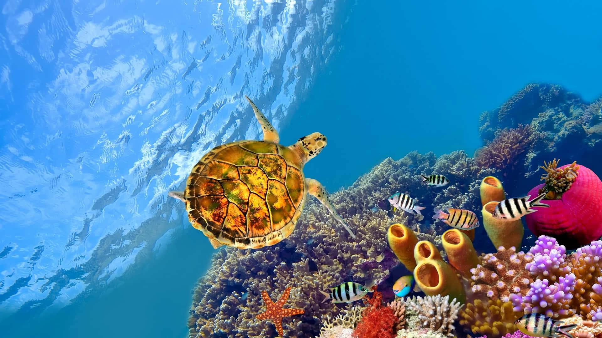 海龜在珊瑚礁附近與熱帶魚一起游泳 — Windows 10 GIF 壁紙