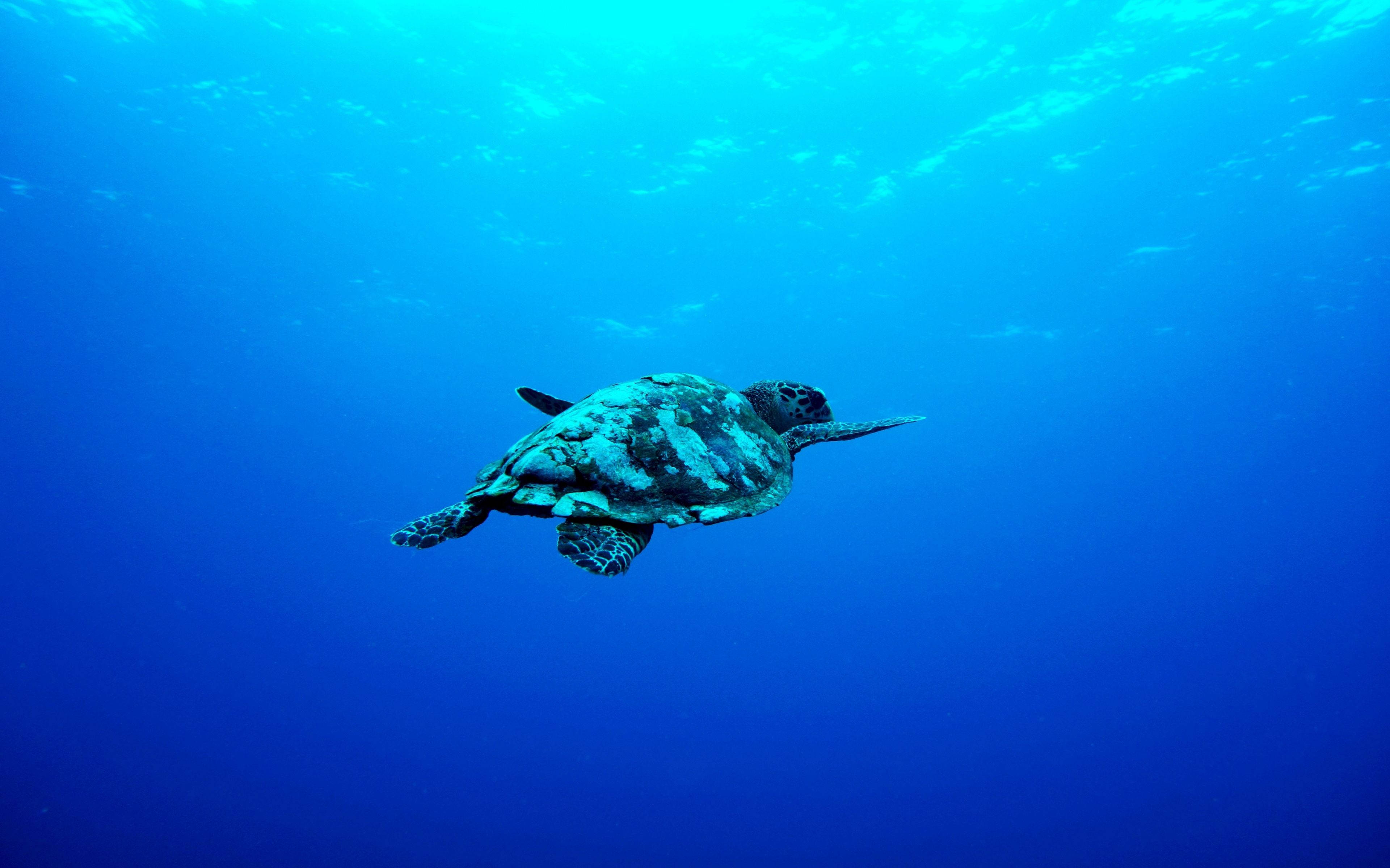 Aquatic 桌布 壁紙 — 一隻海龜在清澈的藍色海水中優雅地游動，陽光從上方照射下來。