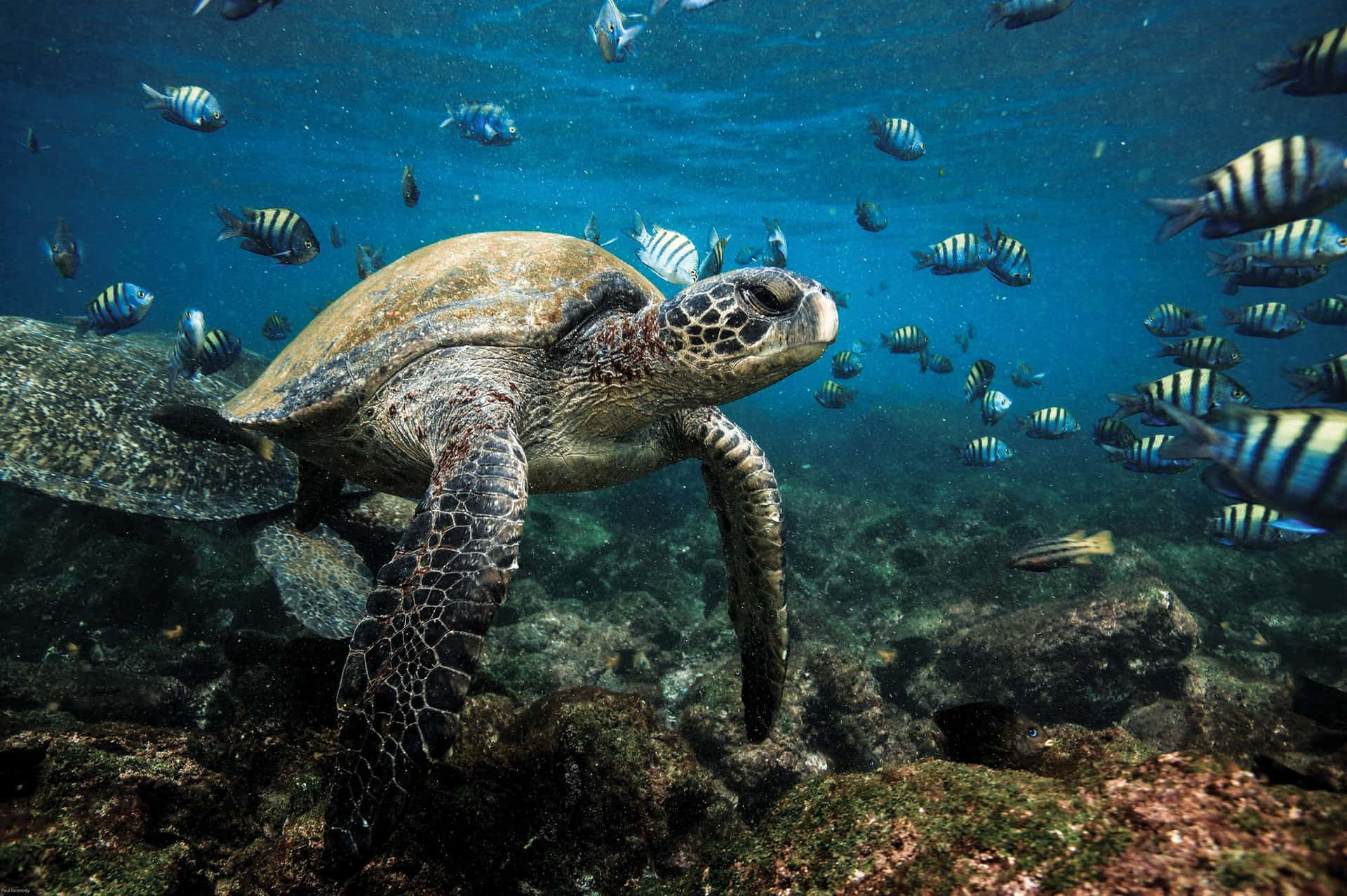 海龜在海底珊瑚礁附近的條紋魚群中游泳。 — 水下動畫 壁紙
