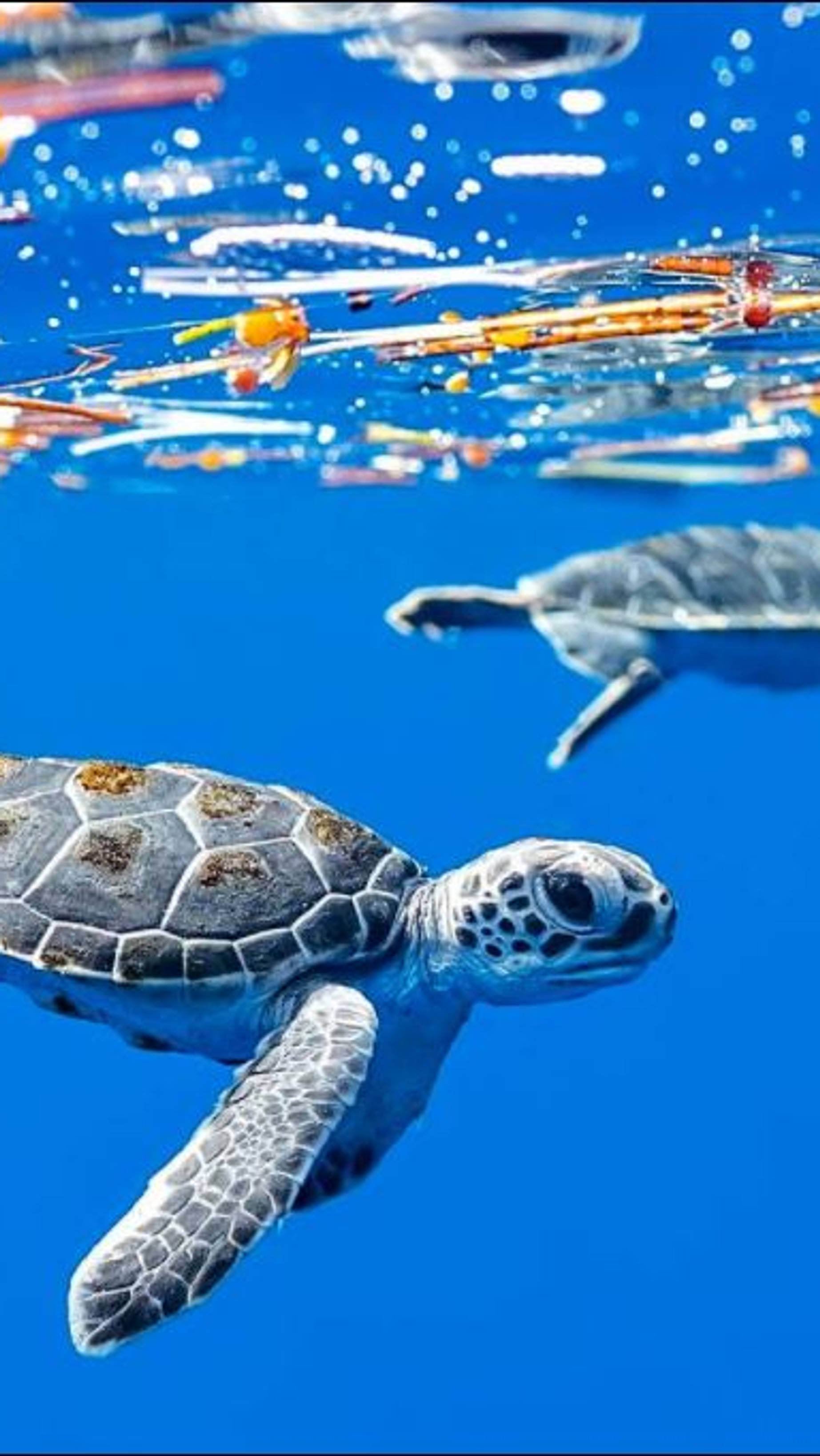 Sea Turtle iPhone 桌布 壁紙 — 一隻海龜在清澈的藍色海水中滑行，另一隻海龜和色彩繽紛的魚群在陽光照射的水面附近清晰可見。