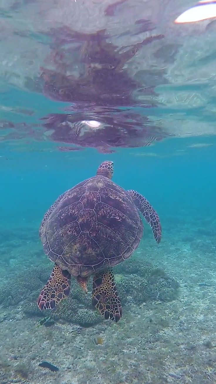 海洋 桌布 壁紙 — 一隻海龜在清澈碧綠的海水下，優雅地滑過陽光普照的珊瑚礁。