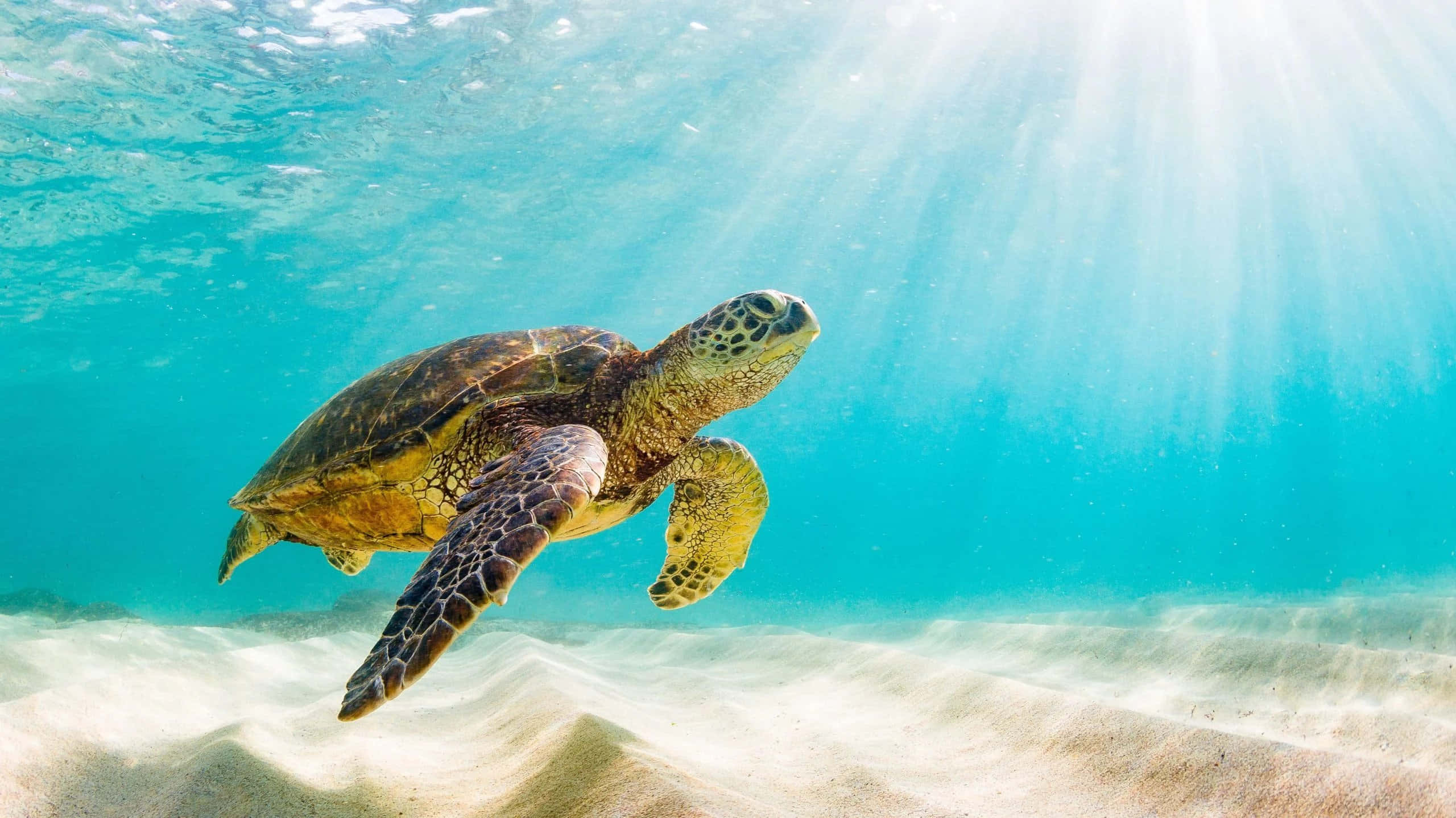 Turtle 桌布 壁紙 — 一隻海龜在清澈碧綠的海水中優雅地滑行，下方是沙質海床，上方有陽光穿透水面。