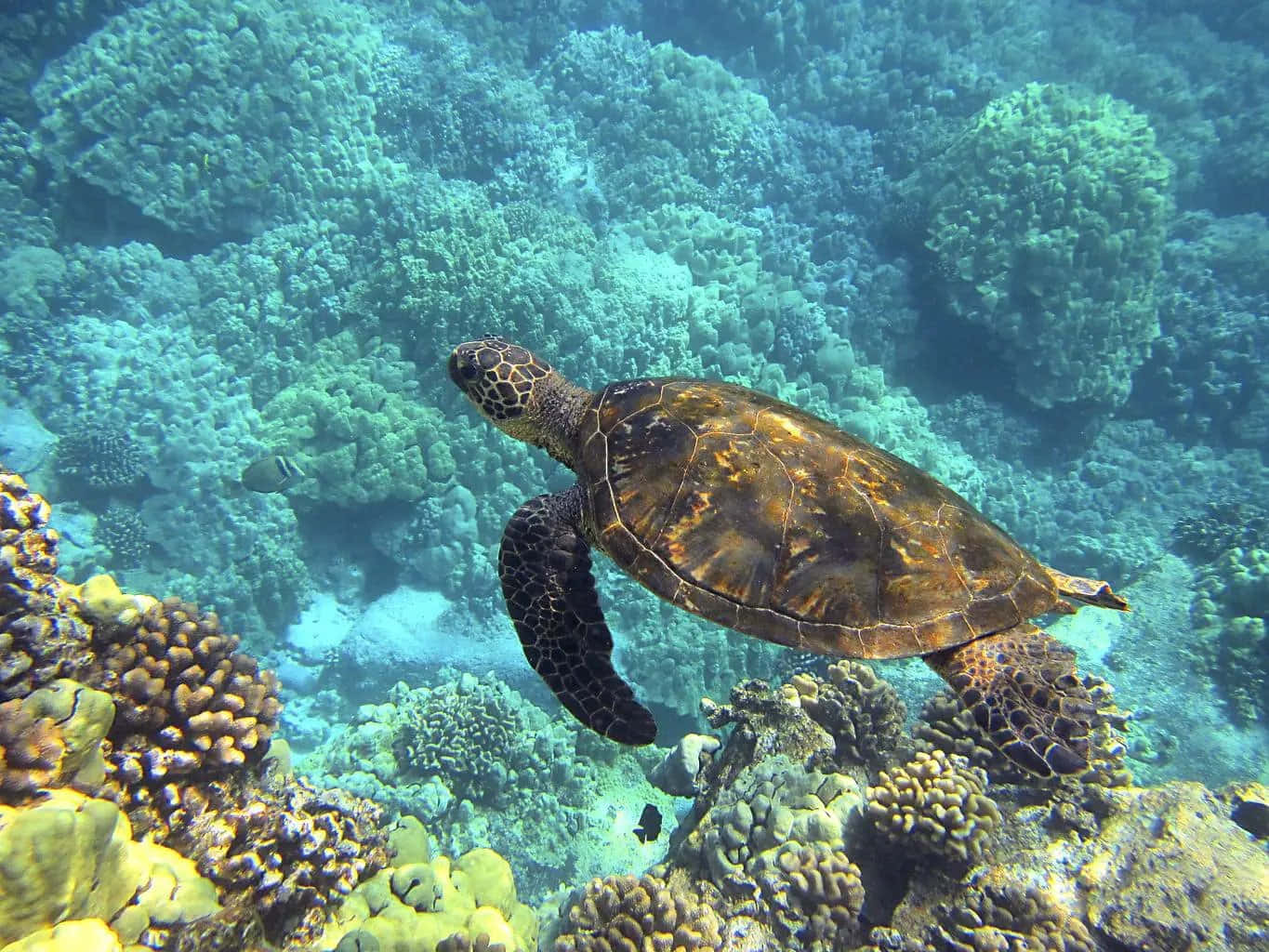 sea turtle 桌布 壁紙 — 一隻海龜在清澈碧綠的海水中優雅地滑過色彩繽紛的珊瑚礁。