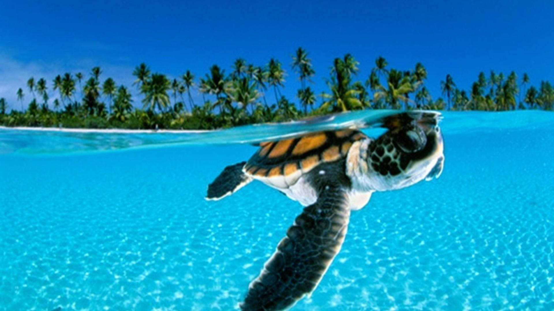 Turtle 桌布 壁紙 — 一隻海龜在清澈藍天下，靠近棕櫚樹環繞的熱帶島嶼附近，優雅地在水中滑行。
