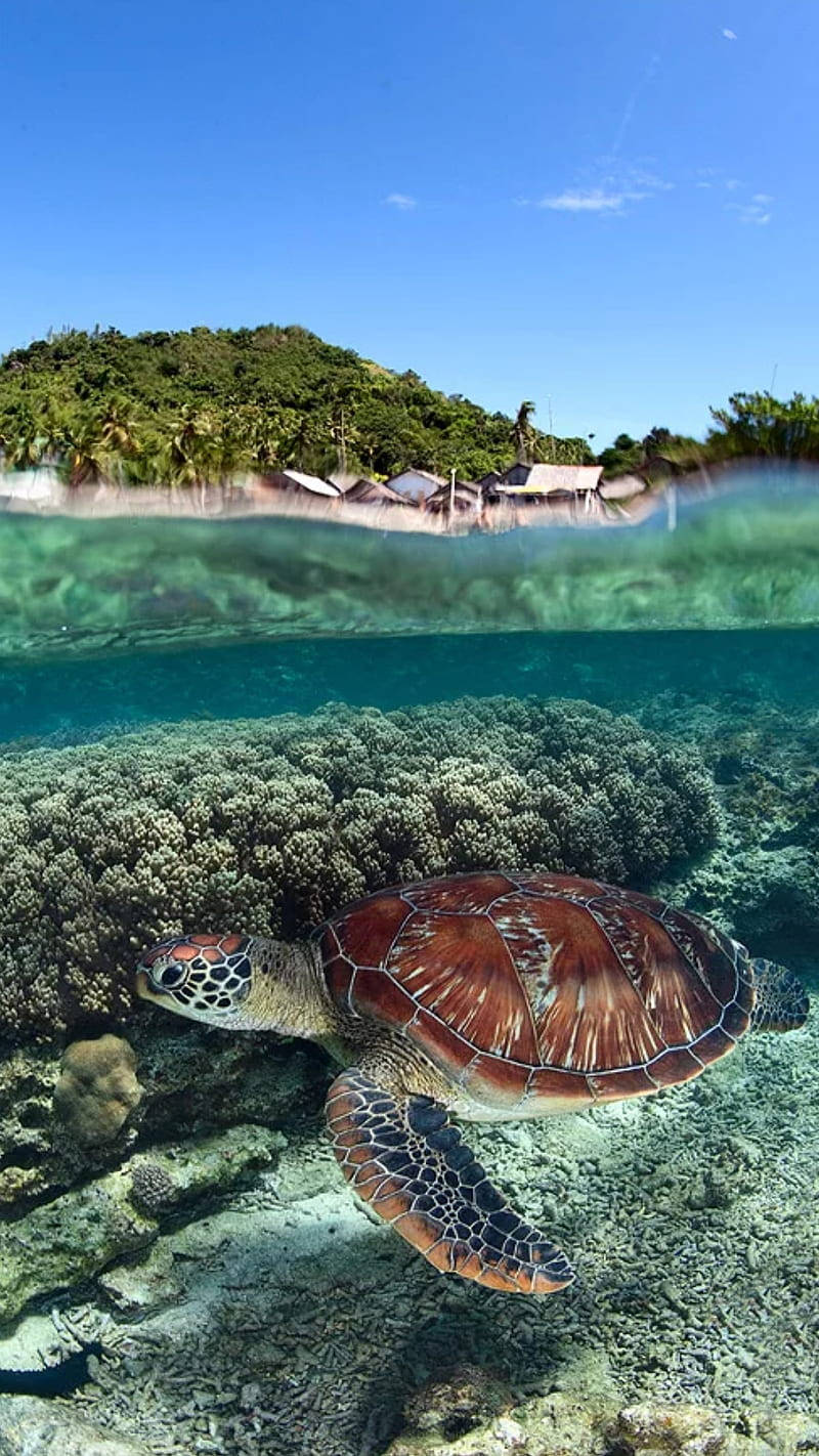Marine 桌布 壁紙 — 一隻海龜在清澈見底的水中優雅地滑過珊瑚礁，水面之上可見熱帶島嶼和小屋。