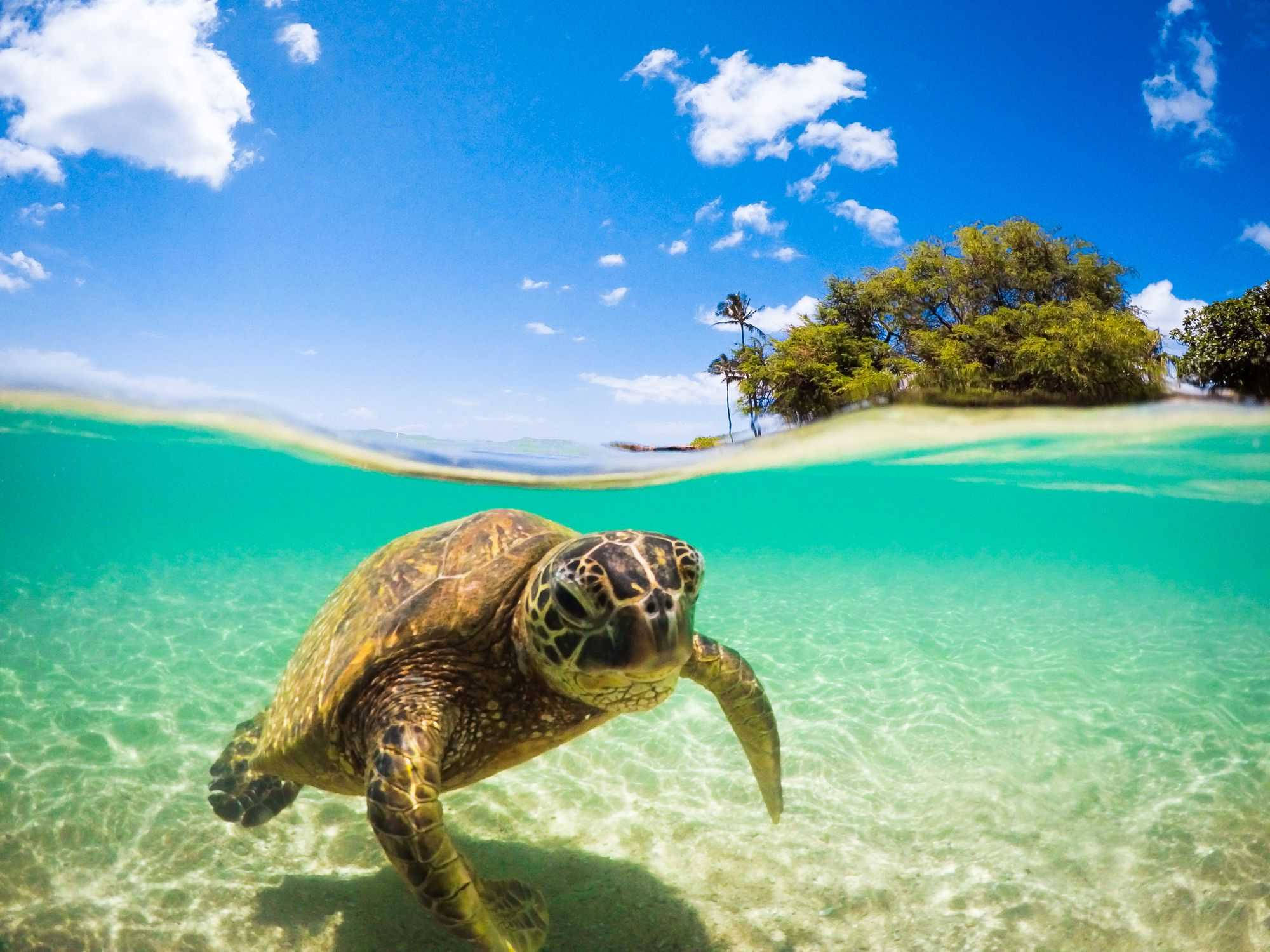 Turtle 桌布 壁紙 — 一隻海龜在清澈見底的碧綠海水中滑行，上方可見熱帶島嶼和藍天。