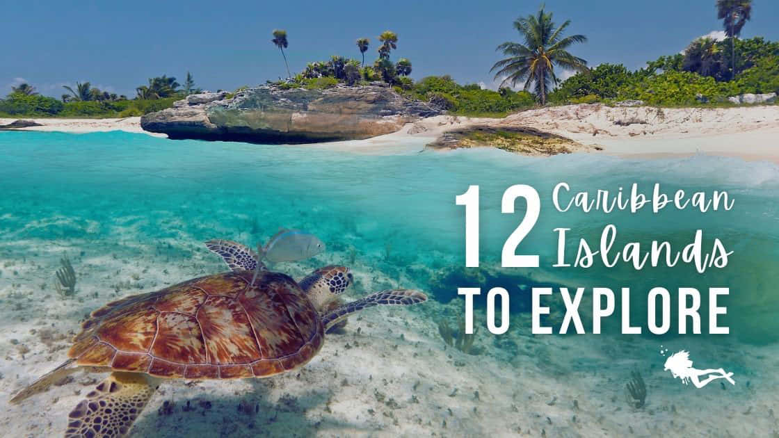 Caribbean Island 桌布 壁紙 — 一隻海龜在熱帶島嶼附近碧綠的海水中滑行，島上有棕櫚樹和白色沙灘。