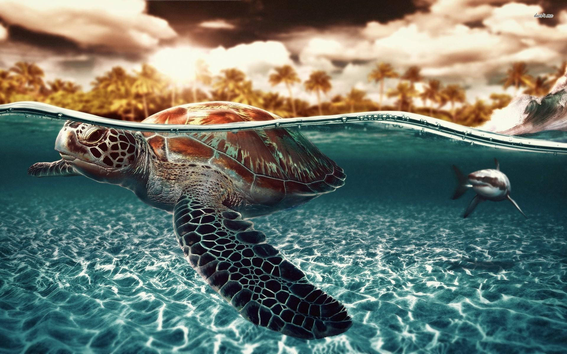 Turtle 桌布 壁紙 — 一隻海龜在熱帶海岸附近優雅地在水下滑行，而一隻海豚在陽光照射的水面下附近游動。