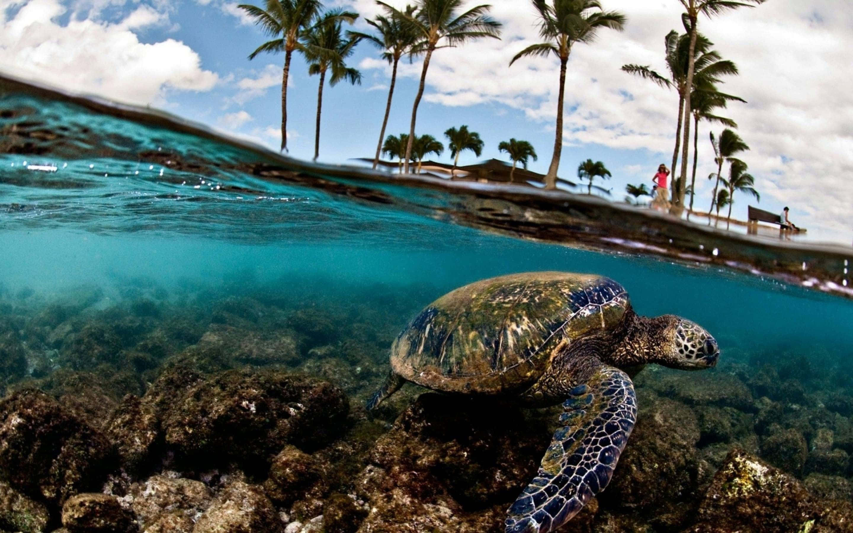 Turtle 桌布 壁紙 — 一隻海龜在珊瑚石附近優雅地在水下滑行，棕櫚樹在碧綠的水面上搖曳。