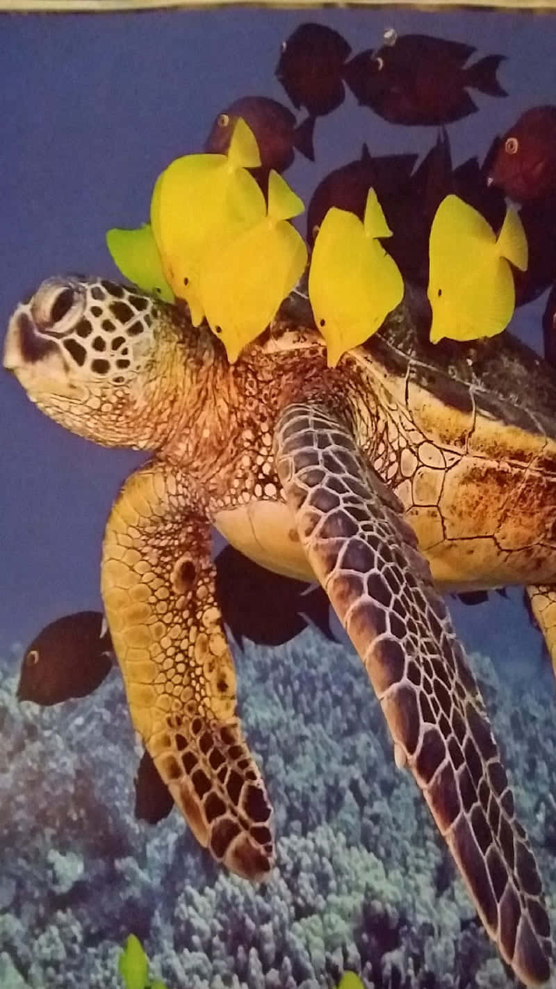 Turtle 桌布 壁紙 — 一隻海龜在珊瑚礁水域中滑行，明亮的黃色魚兒在牠的龜殼周圍游動，深色魚兒在附近。