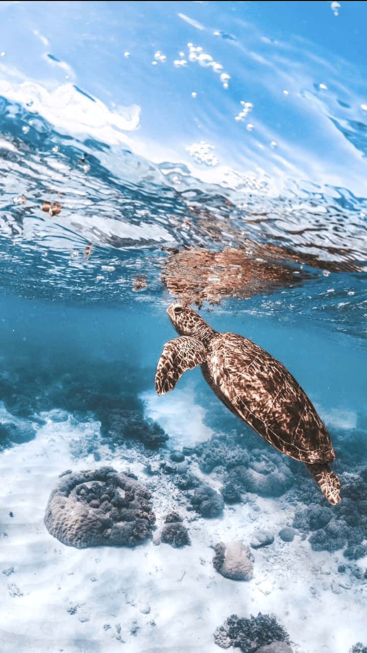 Turtle iPhone HD 桌布 壁紙 — 一隻海龜在珊瑚礁附近優雅地在水下滑行，陽光透過清澈的藍色海洋表面照射下來。