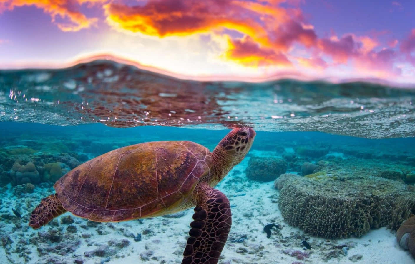Turtle 桌布 壁紙 — 一隻海龜在珊瑚礁附近優雅地在水下滑行，而充滿活力的日落在上方描繪天空。