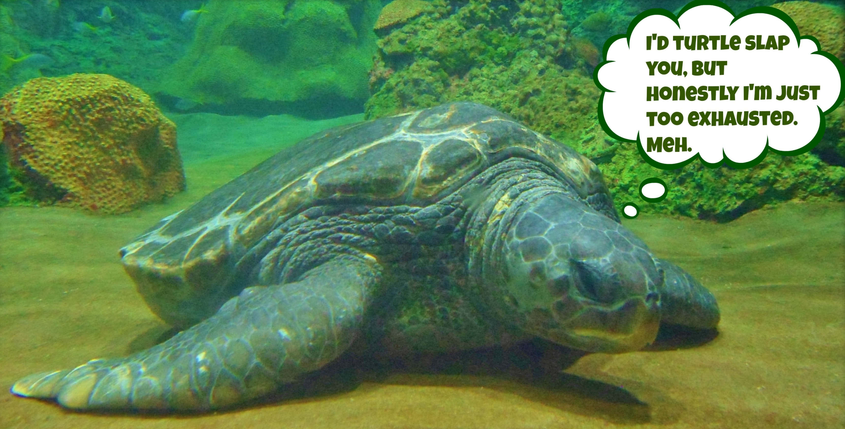 Funny Turtle 桌布 壁紙 — 一隻海龜在珊瑚附近的沙質海底休息，對話框寫著「我本想用龜掌摑你，但老實說我實在太累了，唉。」