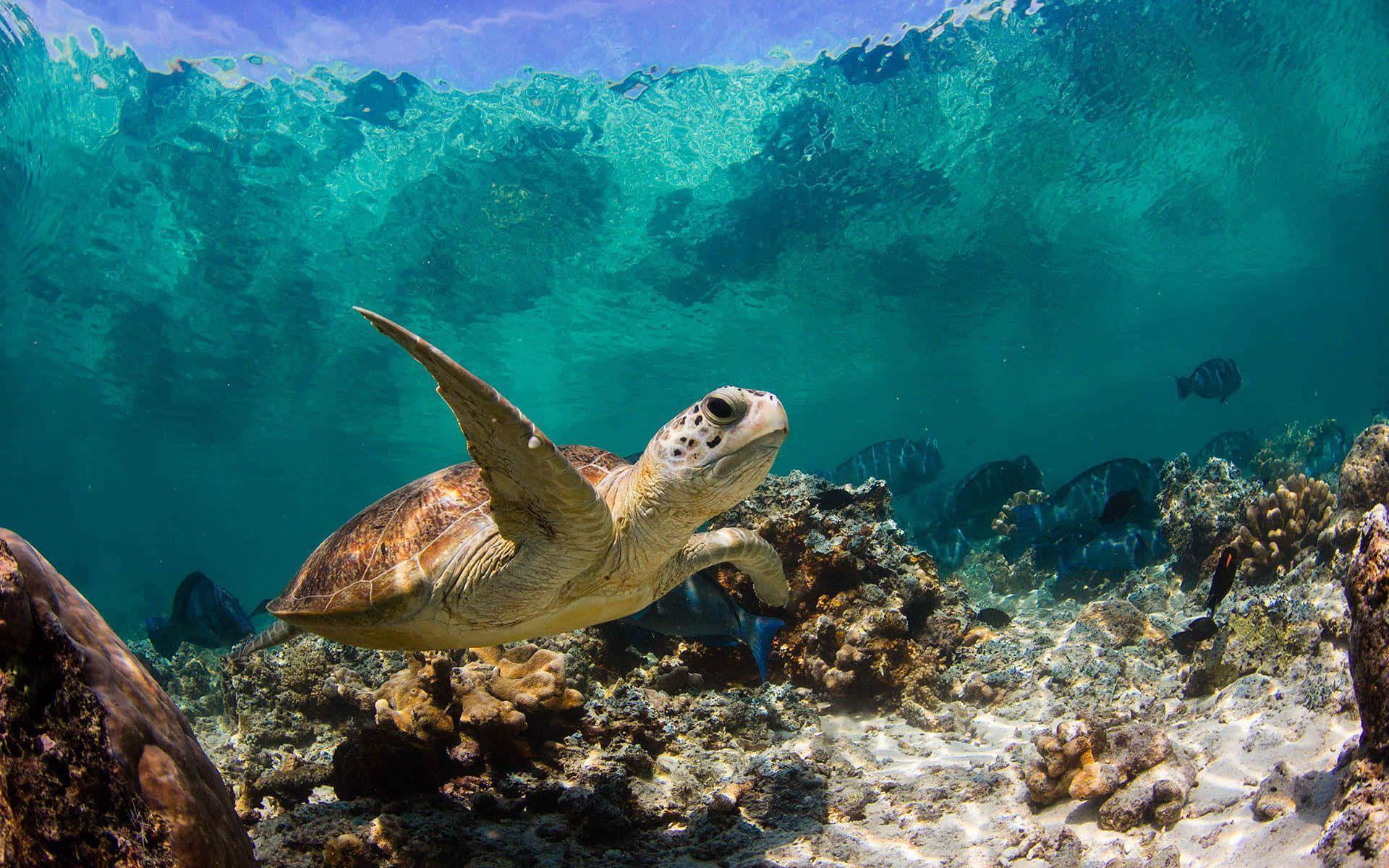 tortoise 桌布 壁紙 — 一隻海龜在碧綠的海水下，優雅地滑過陽光照耀的珊瑚礁，附近有魚兒游動。