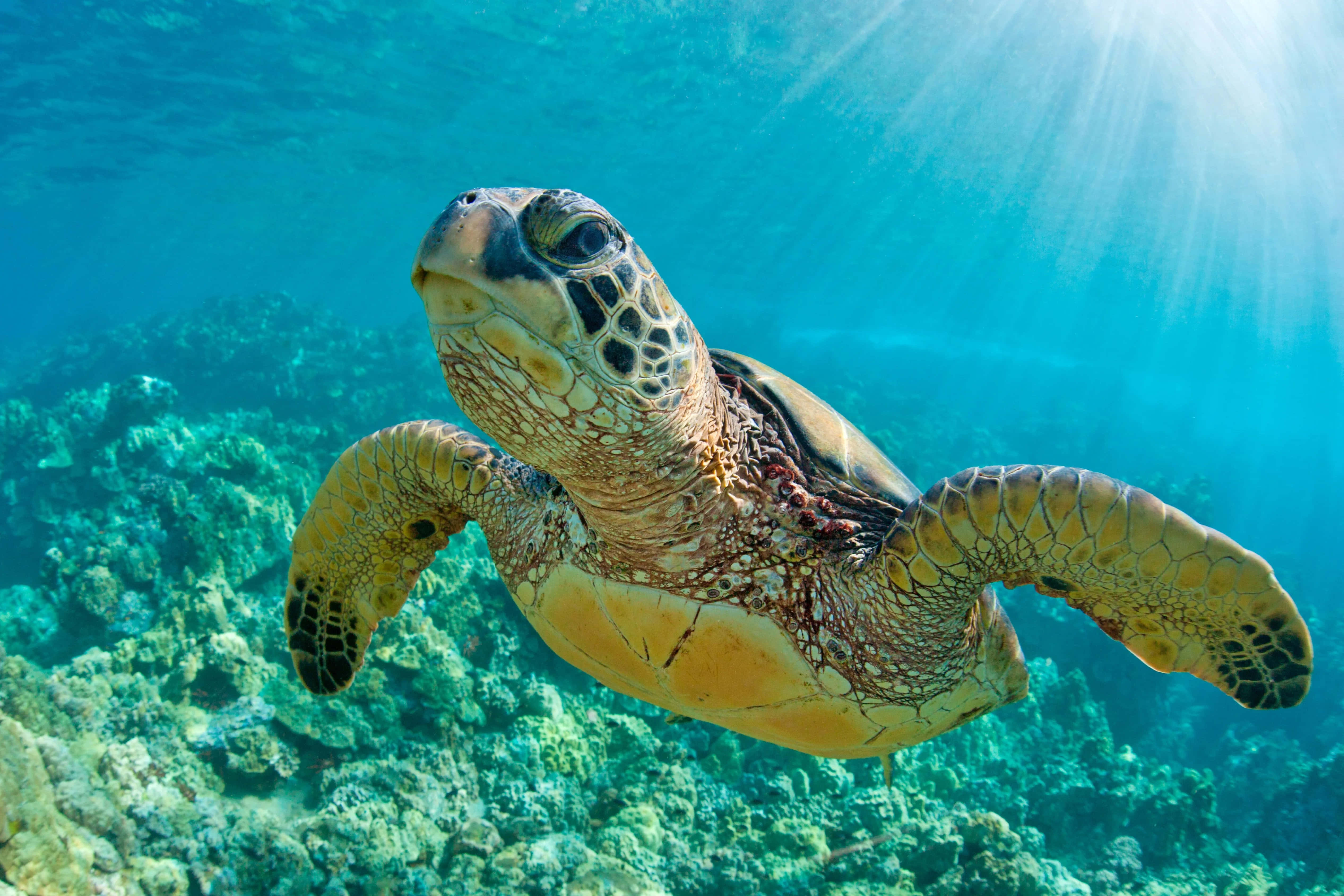 sea turtle 桌布 壁紙 — 一隻海龜在碧綠的海水中優雅地滑行，上方有陽光灑落，下方是色彩繽紛的珊瑚礁。