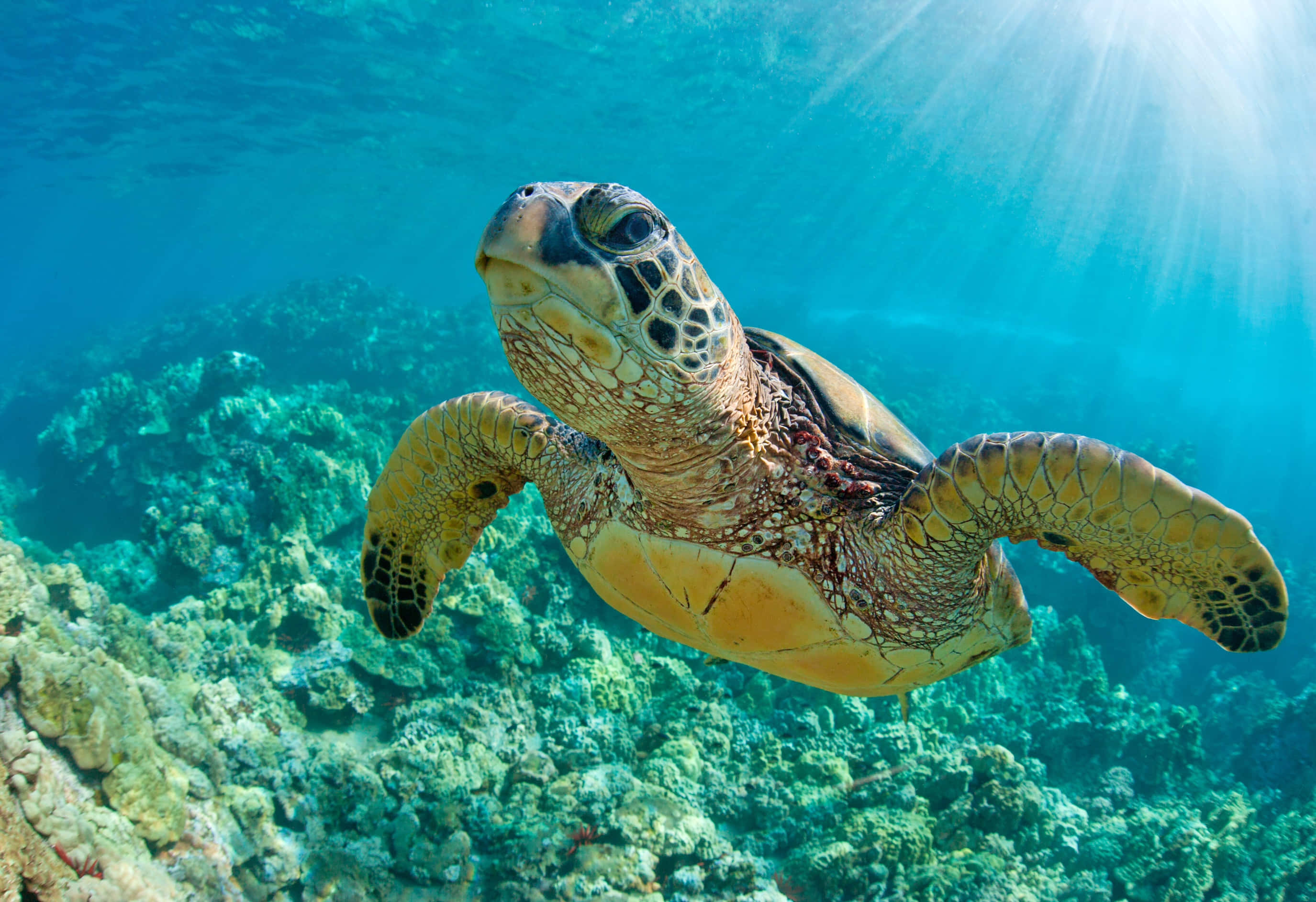 Turtle 桌布 壁紙 — 一隻海龜在碧綠的海水中優雅地滑行，上方是生機勃勃的珊瑚礁，陽光穿透水面照射下來。