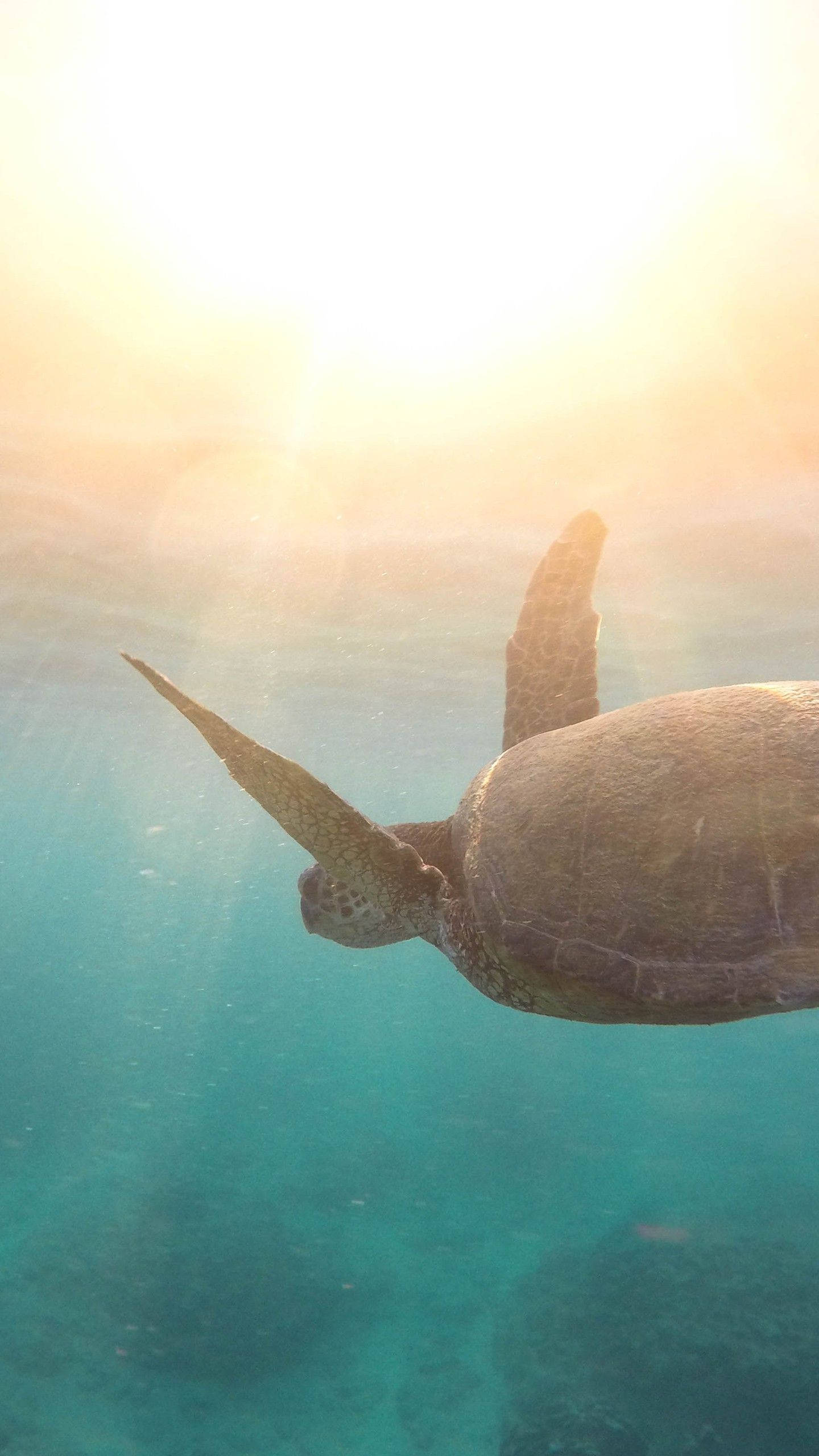 Sea Turtle iPhone 桌布 壁紙 — 一隻海龜在碧綠的海水中優雅地滑行，金色的陽光從上方灑落。