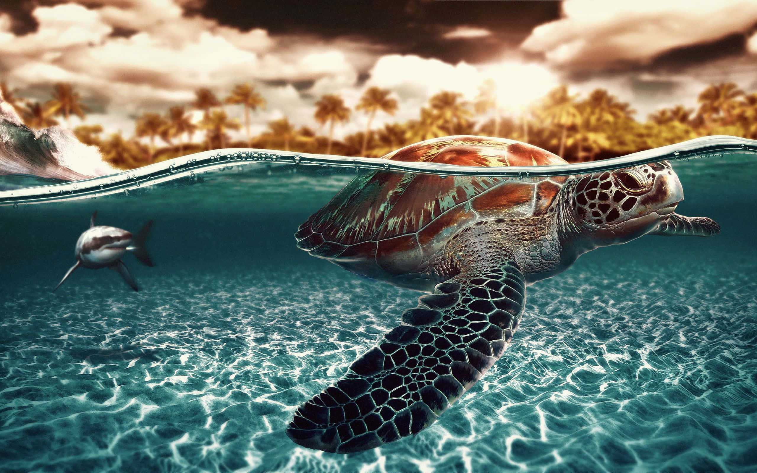 Turtle 桌布 壁紙 — 一隻海龜在碧綠的海水中滑行，附近有一隻海豚在游泳，棕櫚樹上空是壯麗的日落天空。