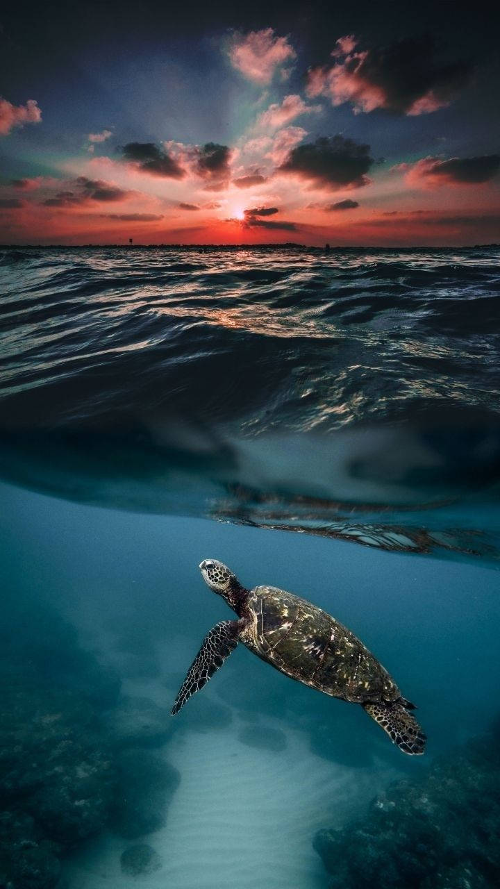 Sea Turtle iPhone 桌布 壁紙 — 一隻海龜在碧綠的海水中滑行，頭上是佈滿戲劇性雲彩的熾熱日落天空。