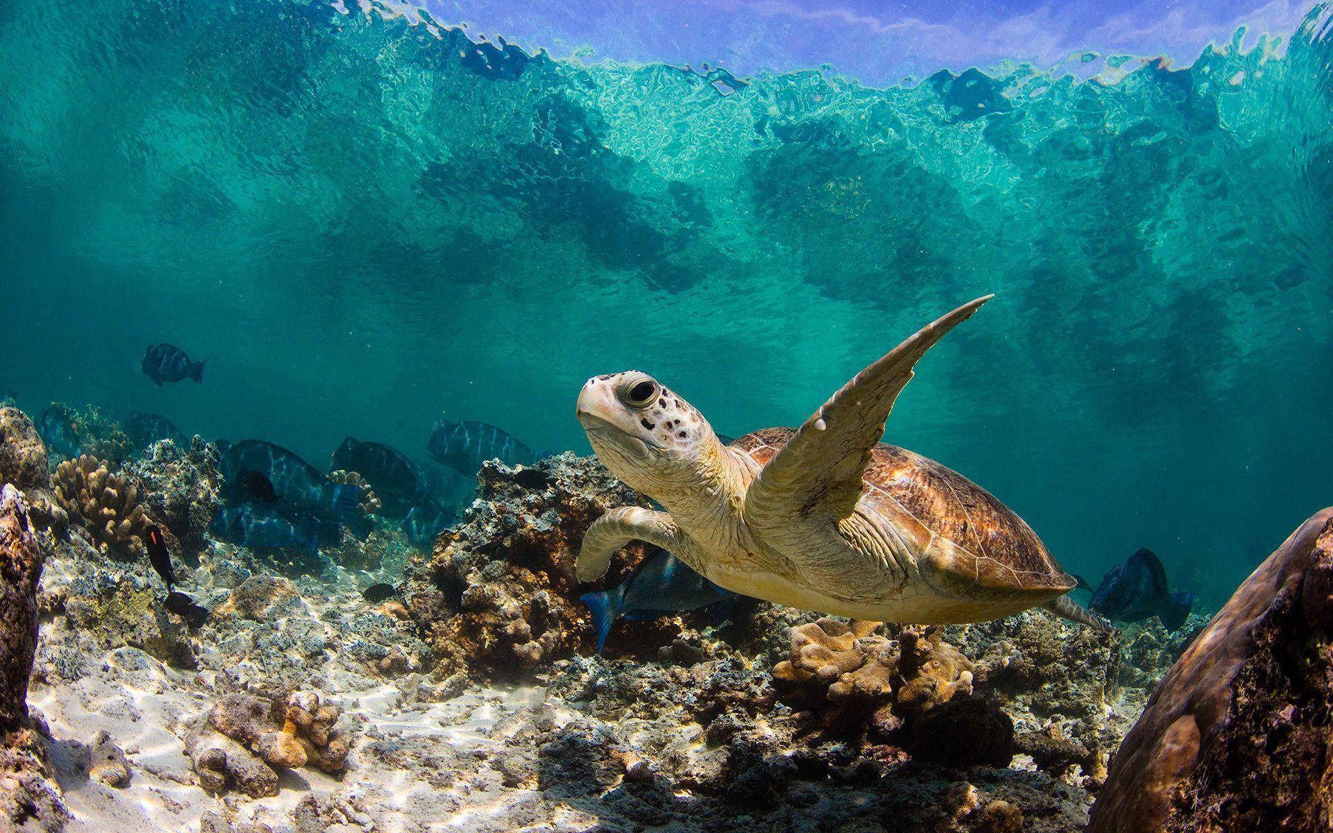 Turtle 桌布 壁紙 — 一隻海龜在碧綠色的波浪下，優雅地滑過陽光照射的珊瑚礁。