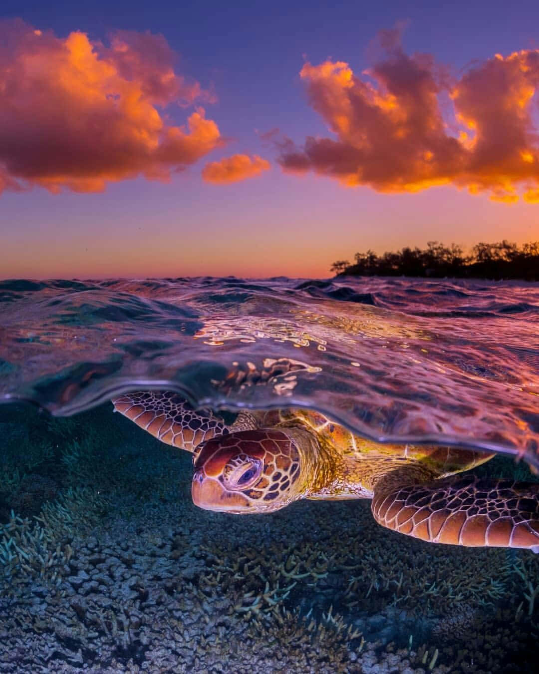 sea turtle 桌布 壁紙 — 一隻海龜在色彩繽紛的日落天空映照在海面上的背景下，優雅地在水中滑行。